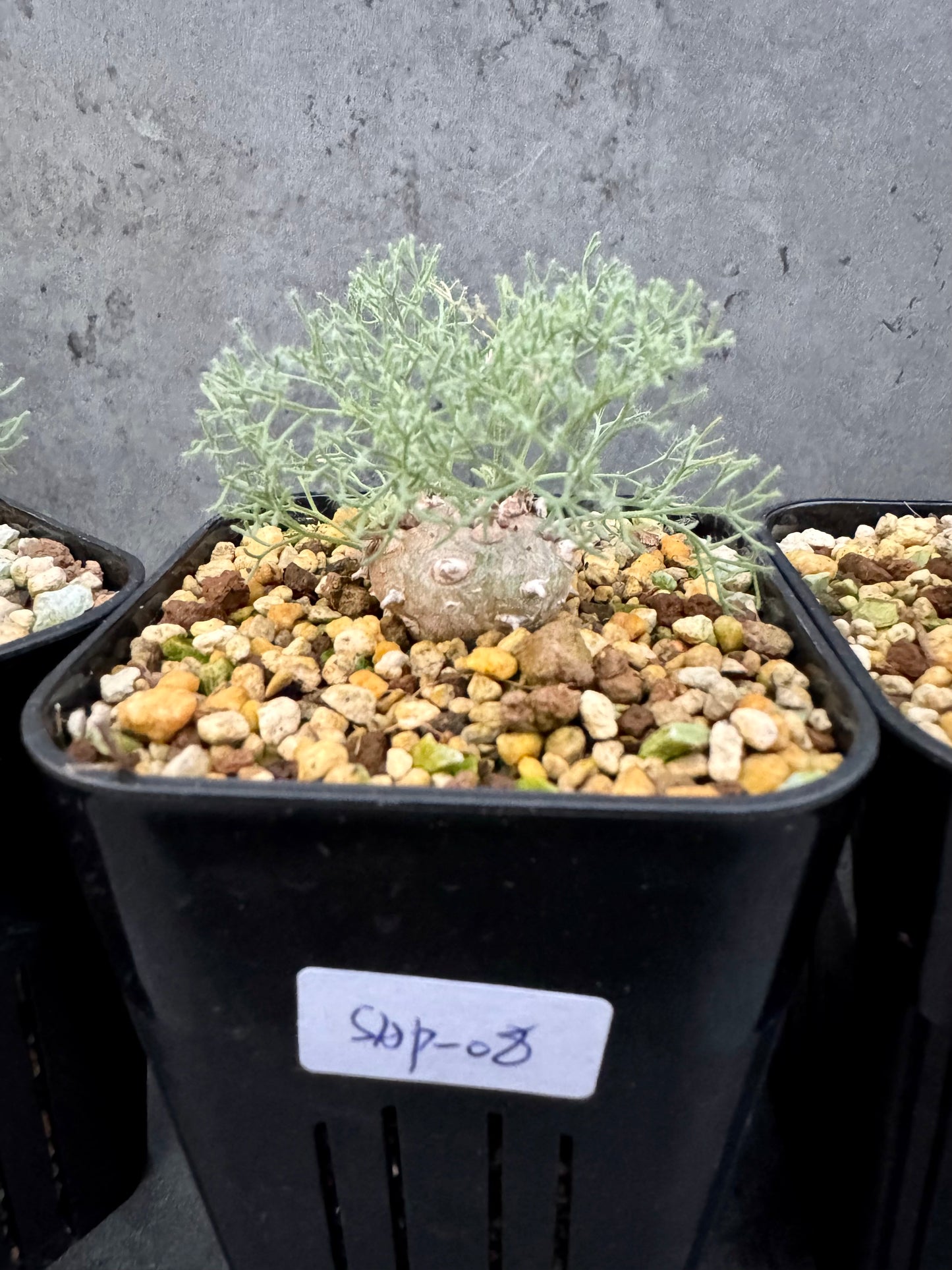 Sarcocaulon peniculinum