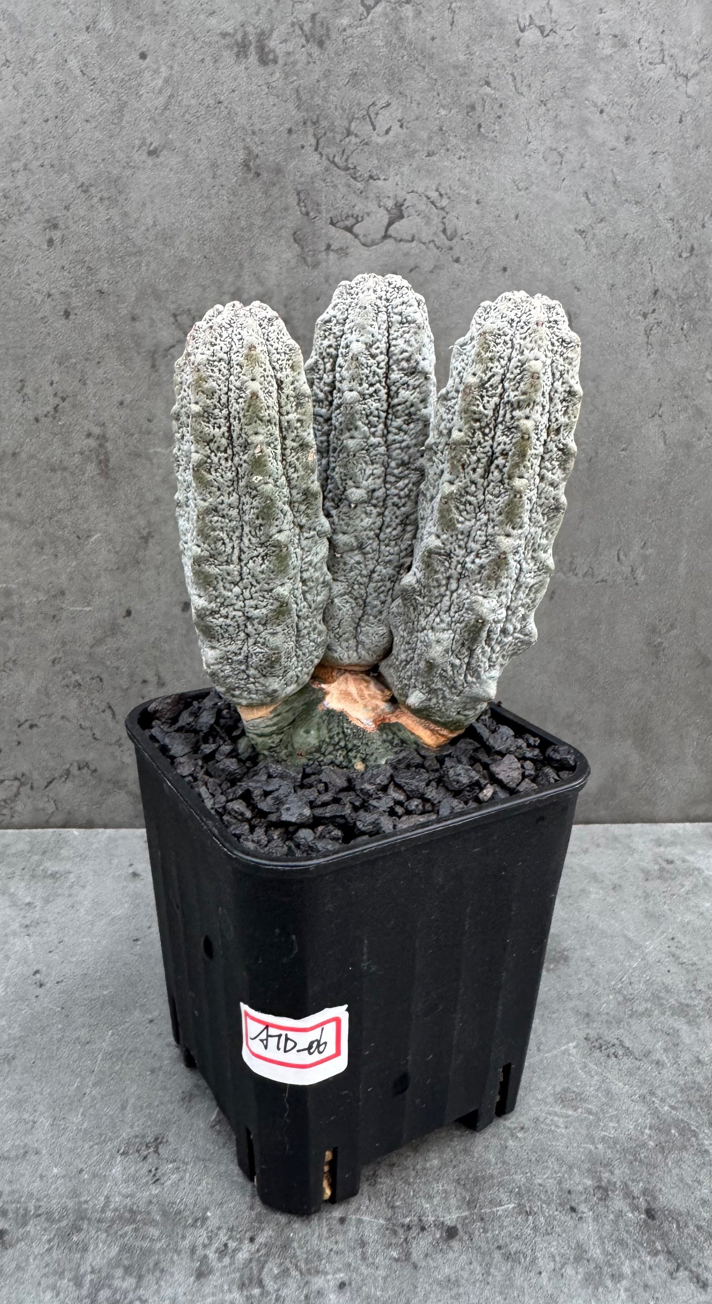 Euphorbia abdelkuri  – Wurzelecht
