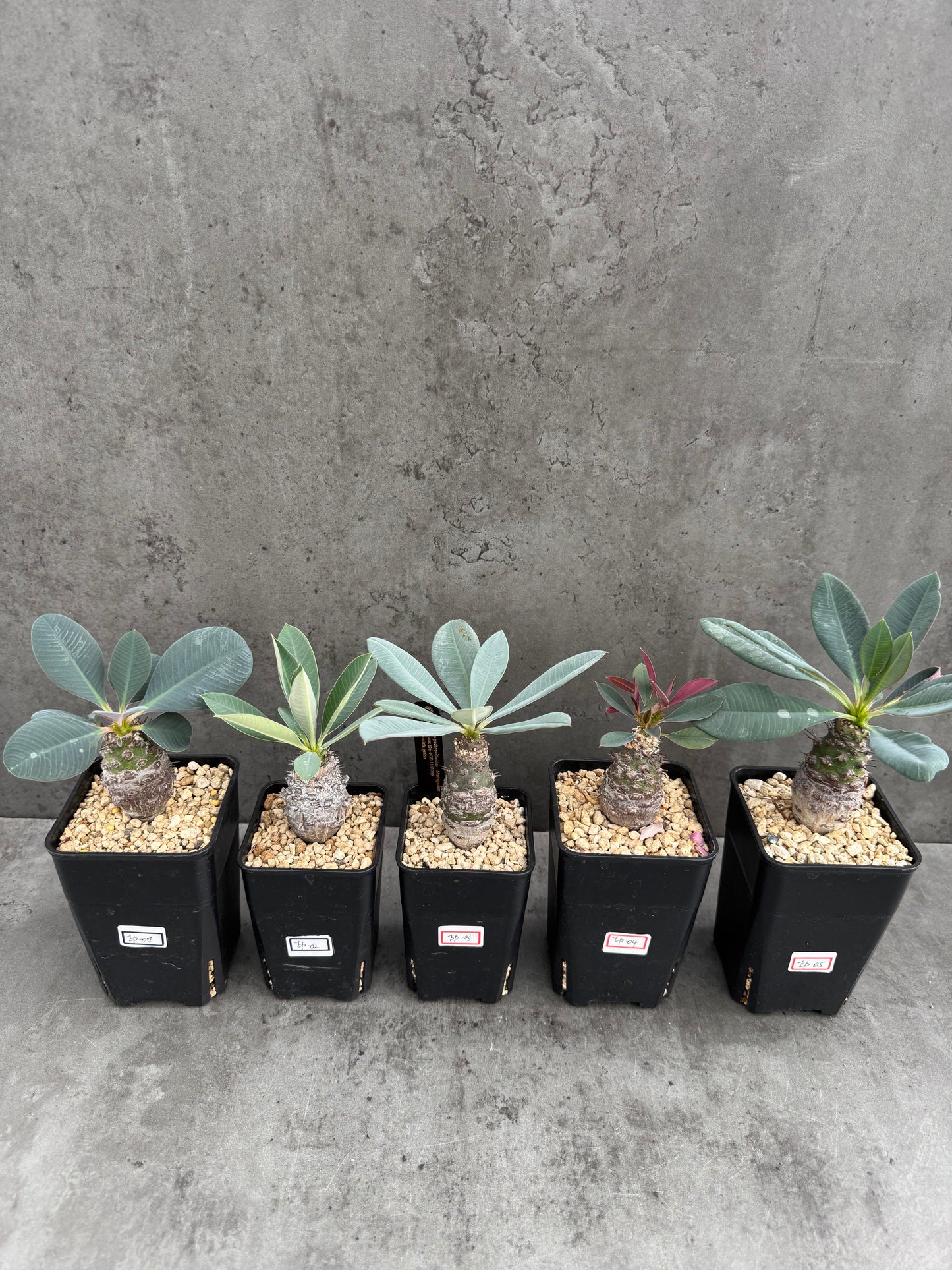 Euphorbia pachypodioides