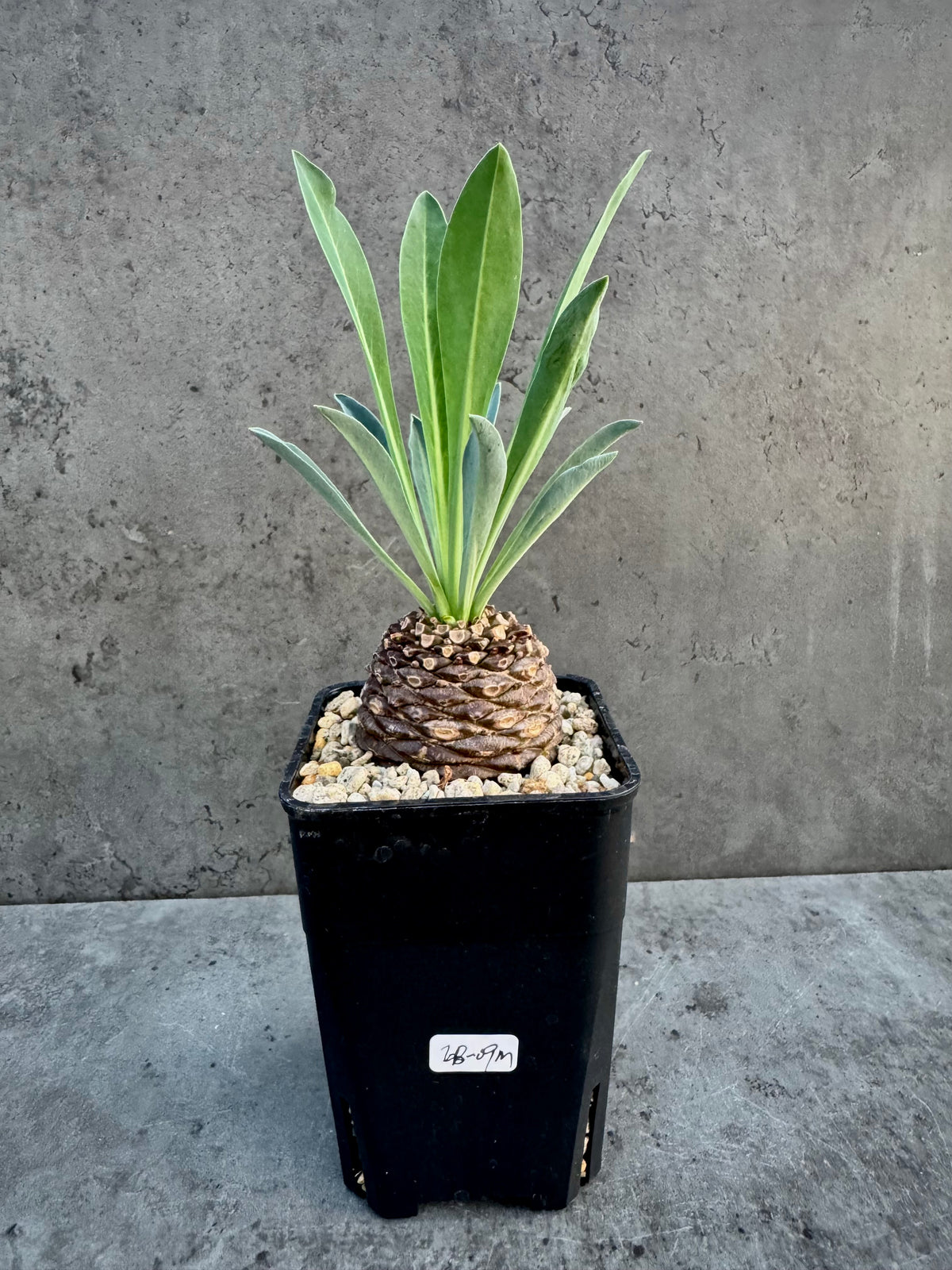 Euphorbia bupleurifolia- mittlere Größe