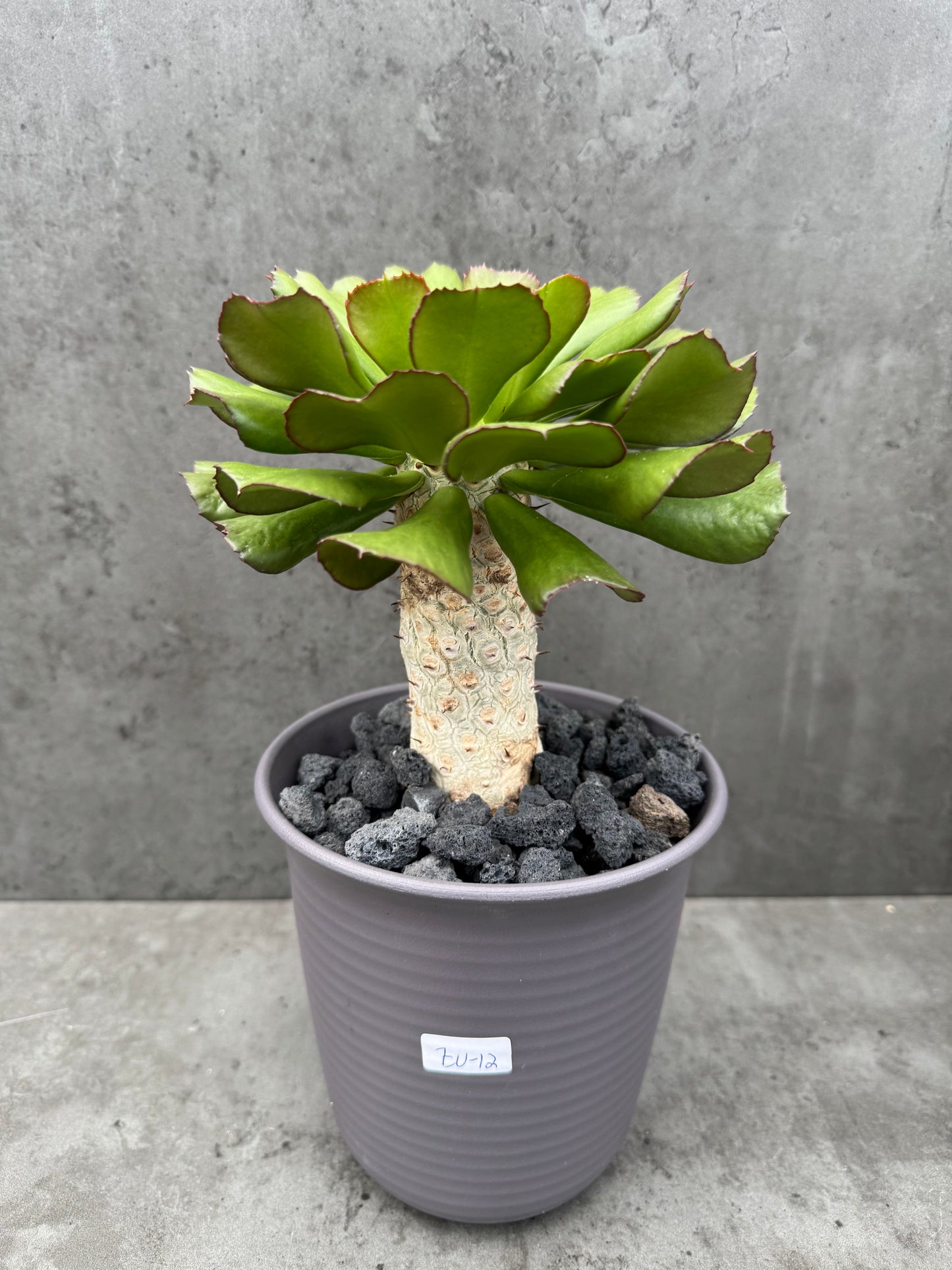 Euphorbia unispina - wurzelechte Exemplare