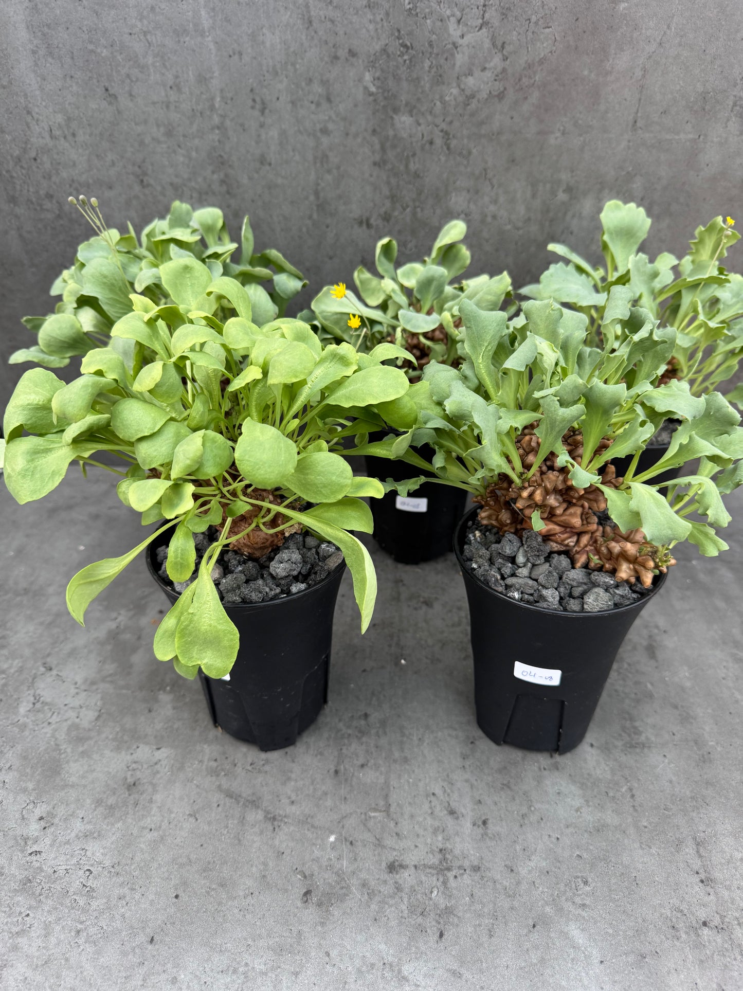 Othonna herrei - große Pflanzen