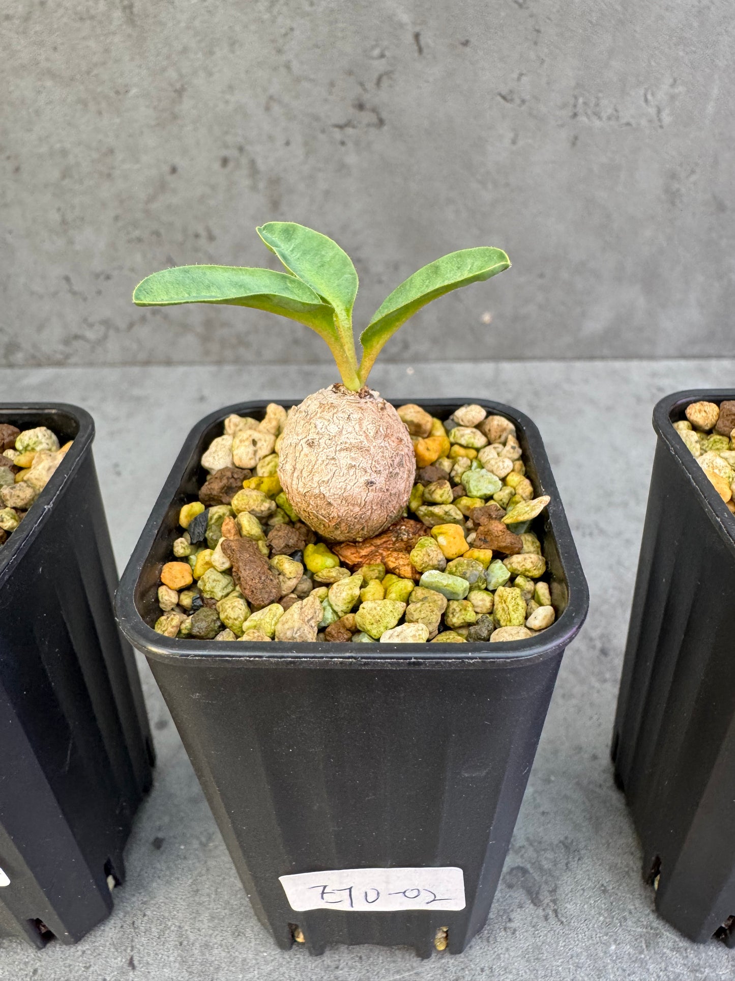 Euphorbia turberosa - Winterwachser