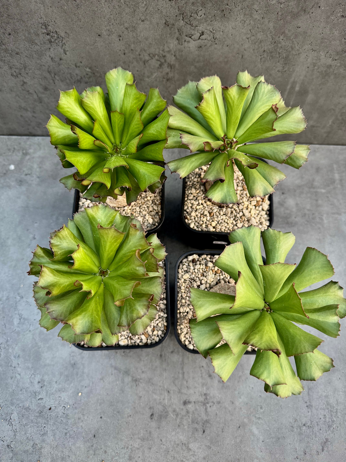 Euphorbia unispina