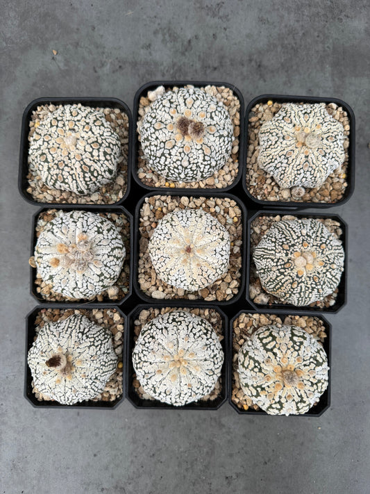 Astrophytum asterias Super kabuto