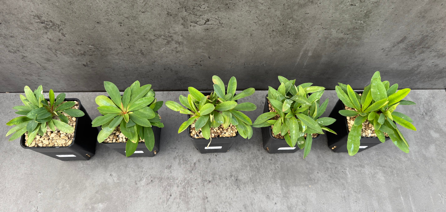 Euphorbia itremensis