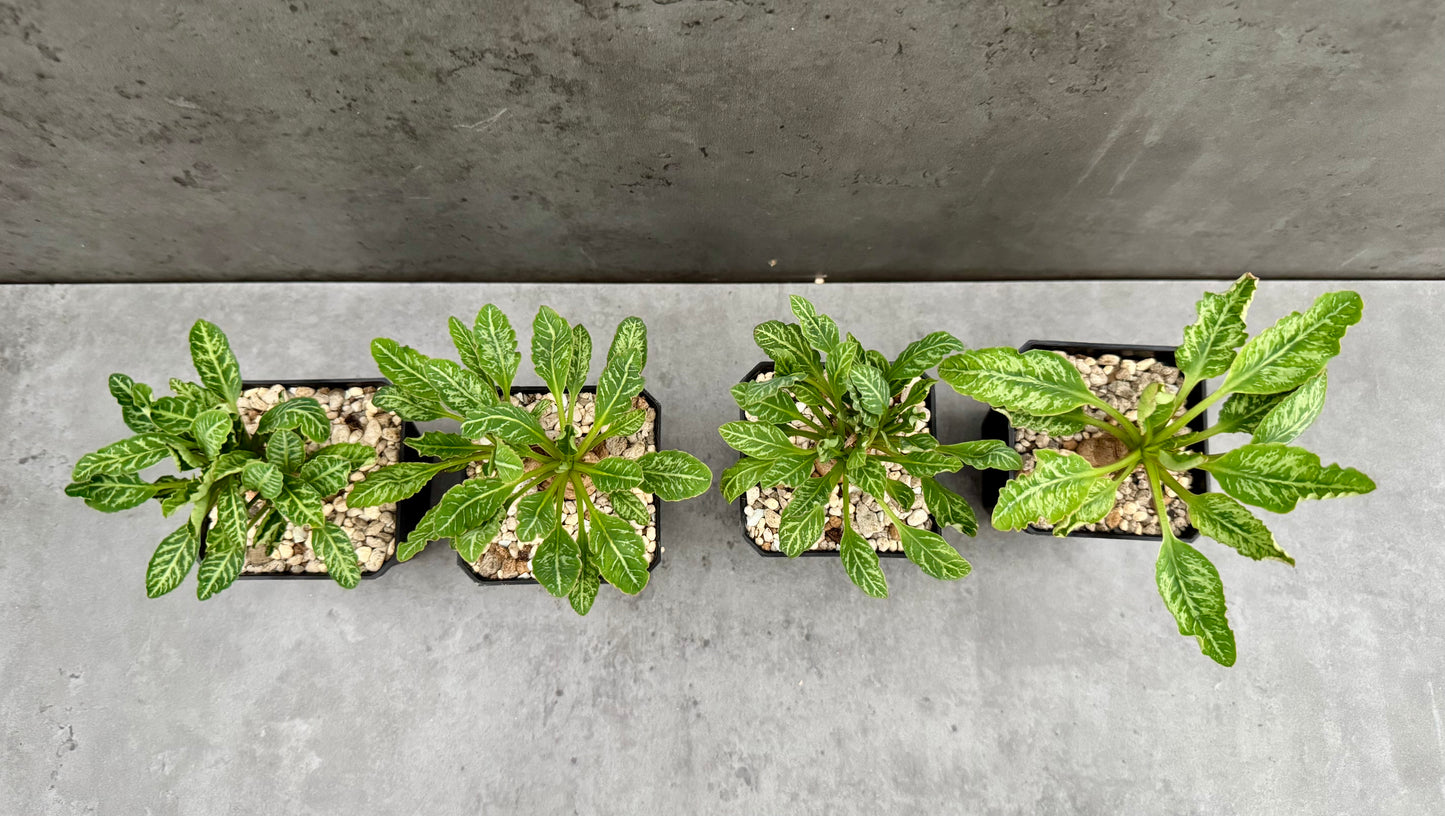 Euphorbia Spannringii fishbone
