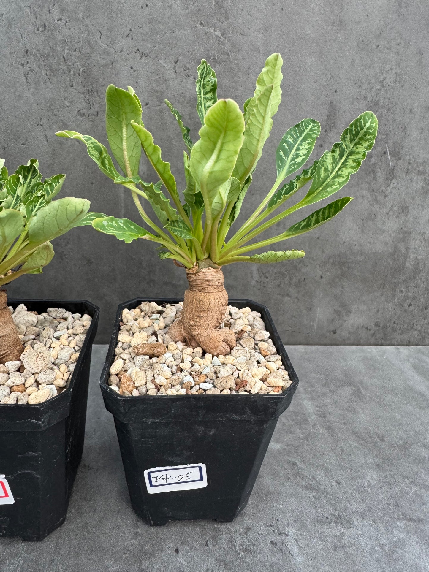 Euphorbia Spannringii fishbone