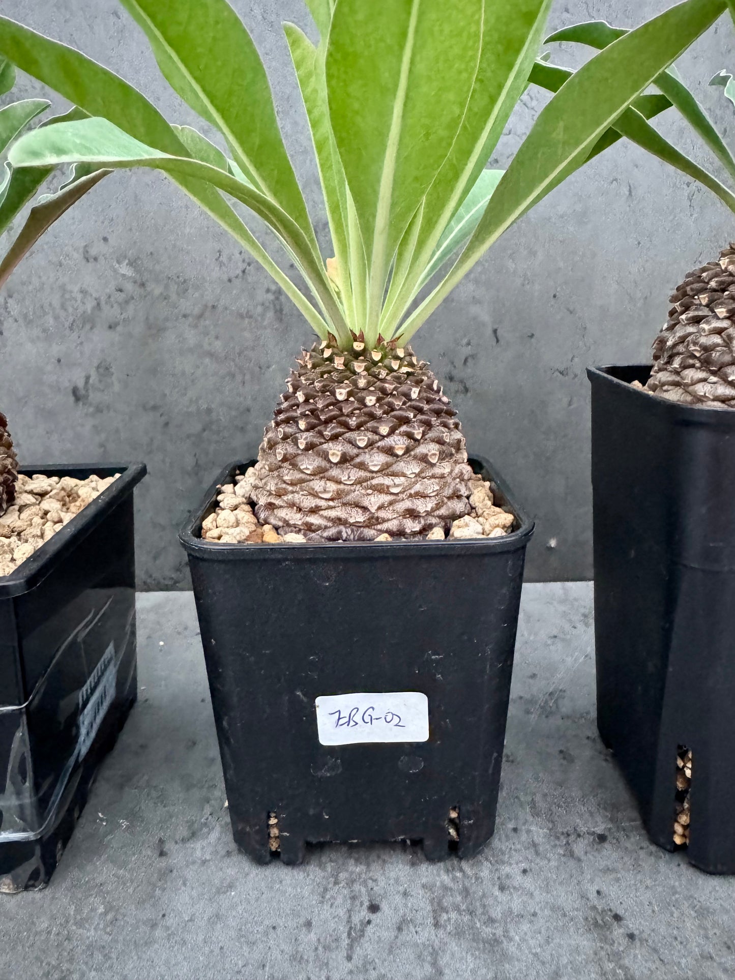 Euphorbia bupleurifolia – Exklusive Caudexpflanze mit Palmen- & Ananasoptik (große Exemplare)