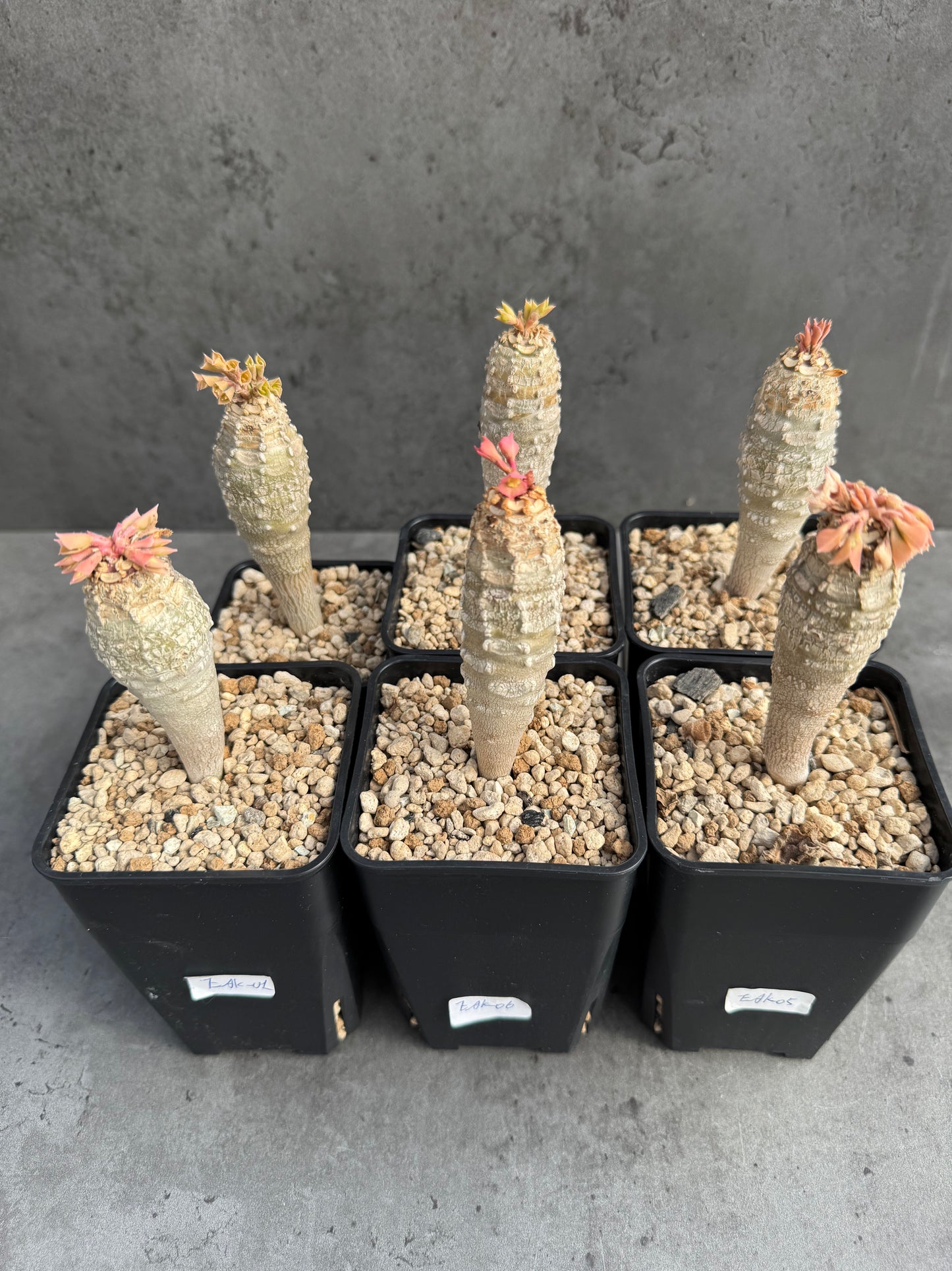 Euphorbia ankarensis