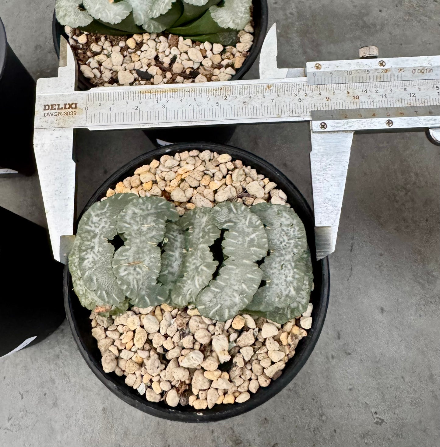 Haworthia truncata cv. Polar bear