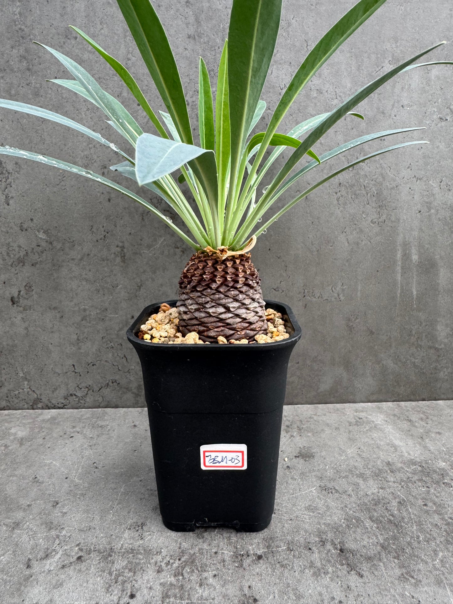 Euphorbia bupleurifolia- mittlere Größe