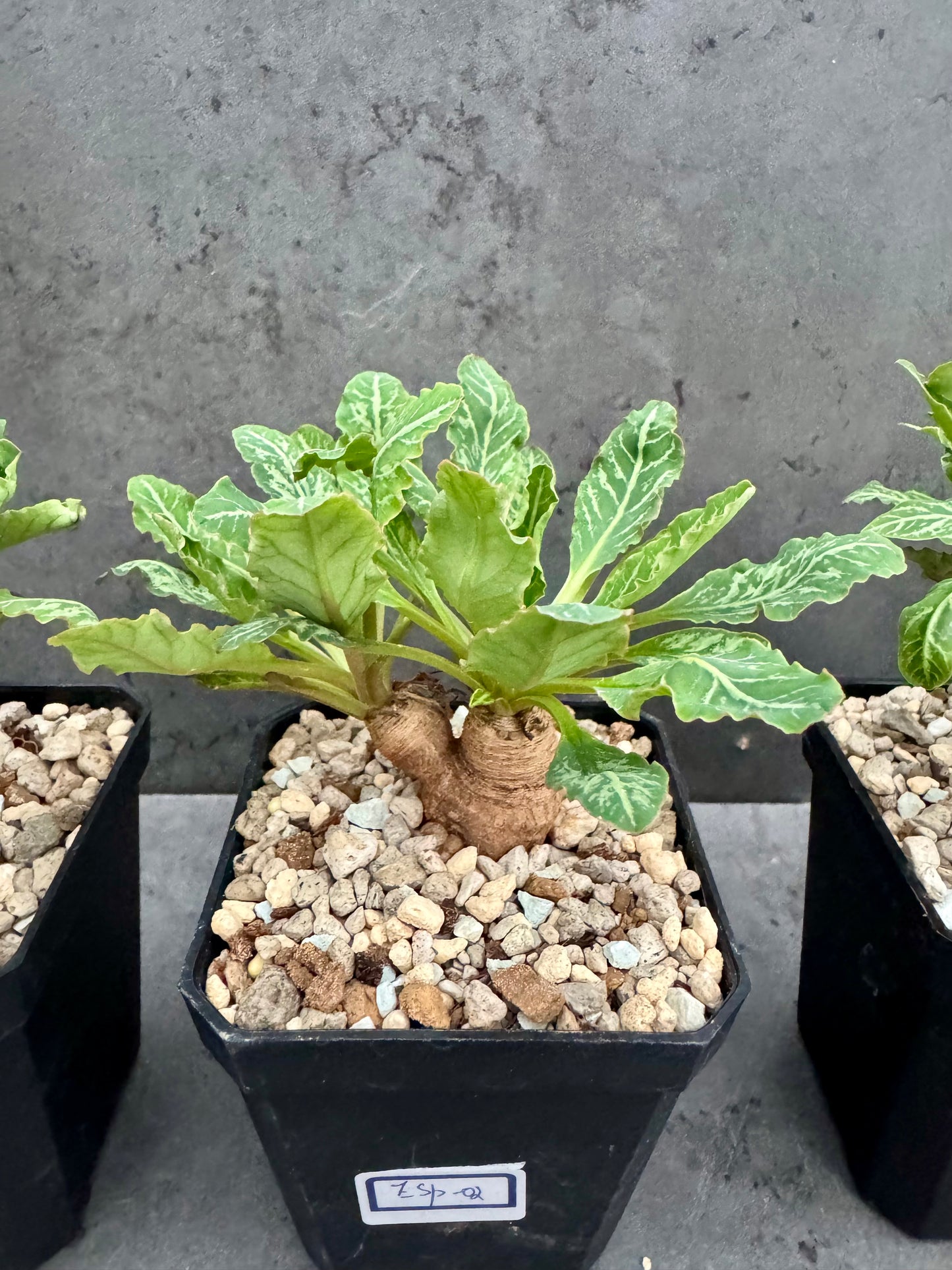 Euphorbia Spannringii fishbone
