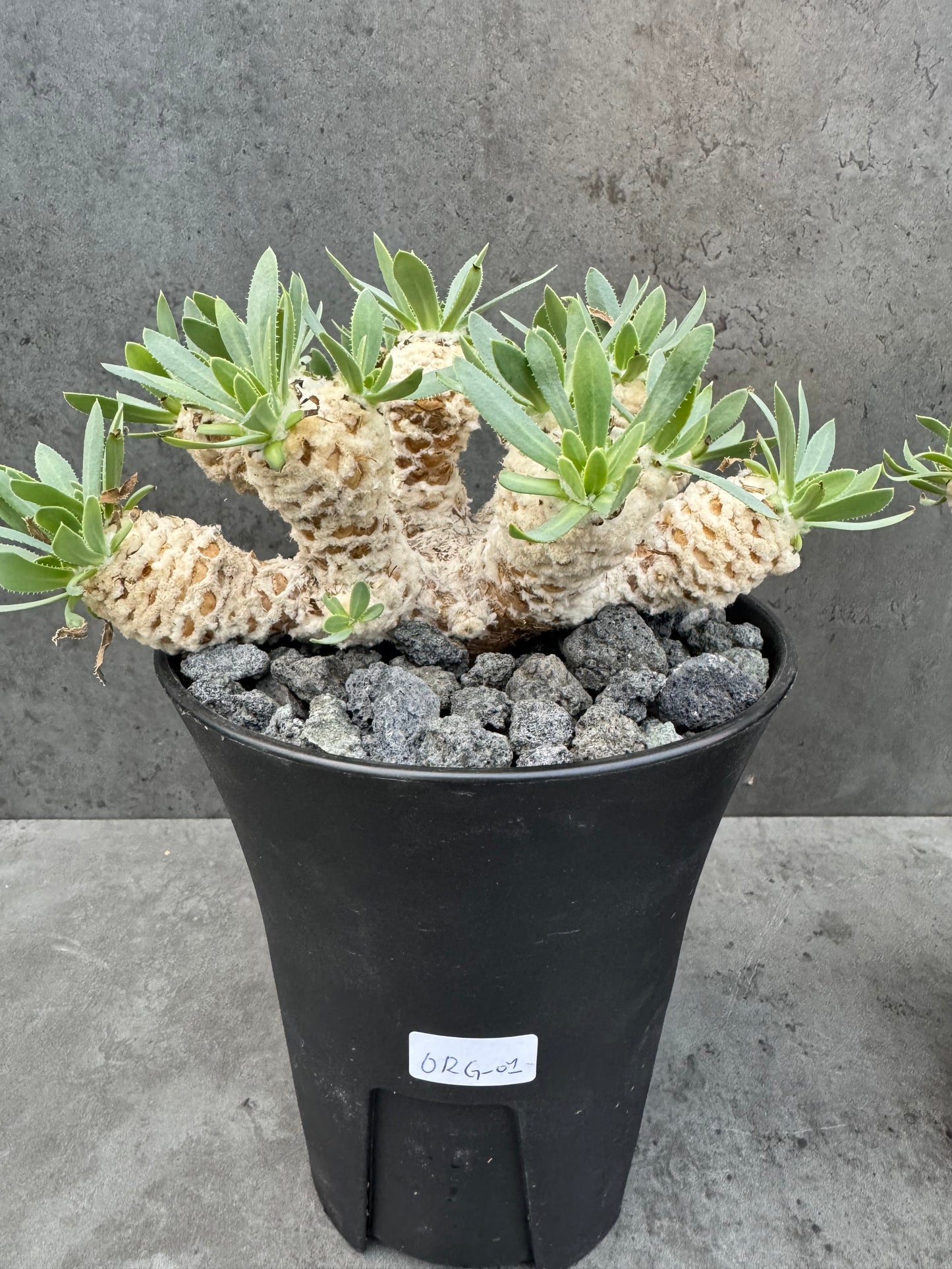 Othonna retrorsa- Riesenmutterpflanzen