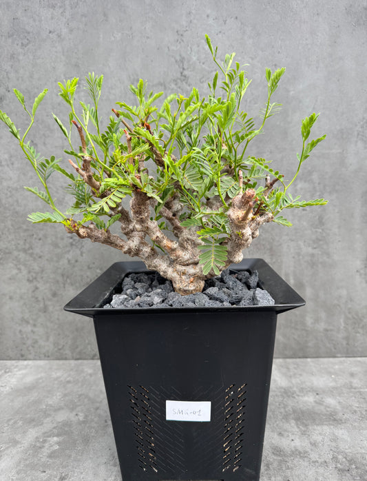 Senna meridionalis - ein exklusives Exemplar!