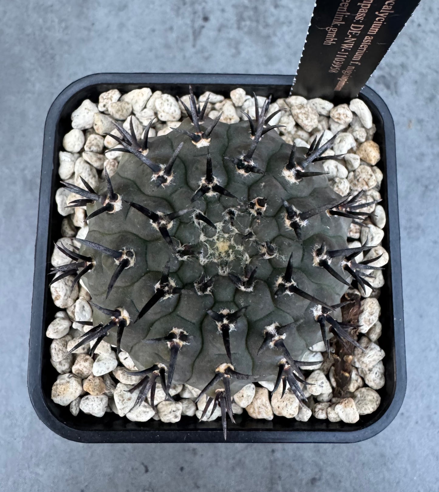 Gymnocalycium asterium f. nigrispina