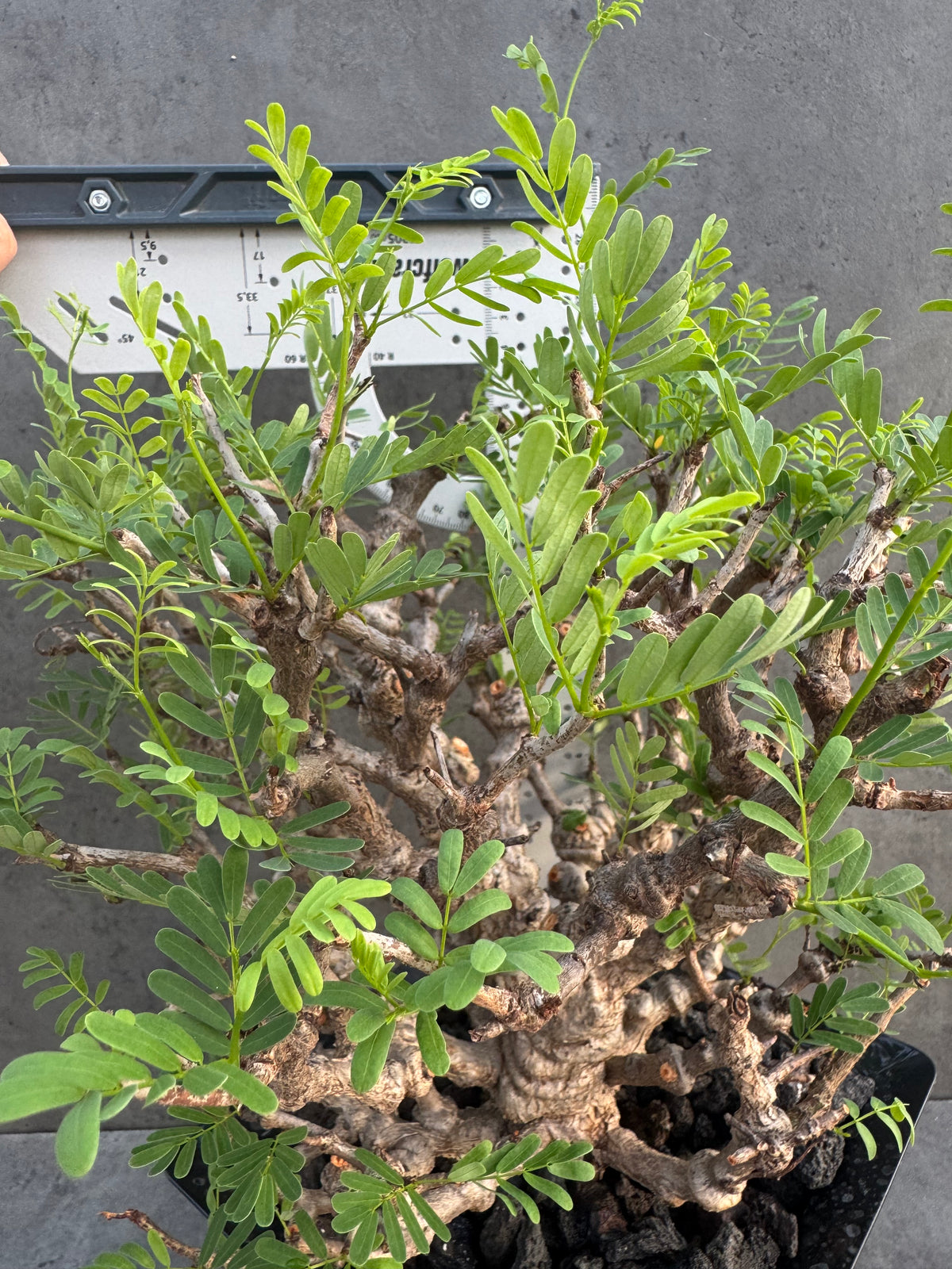 Senna meridionalis XXL - ein exklusives Exemplar! (XXL-03)