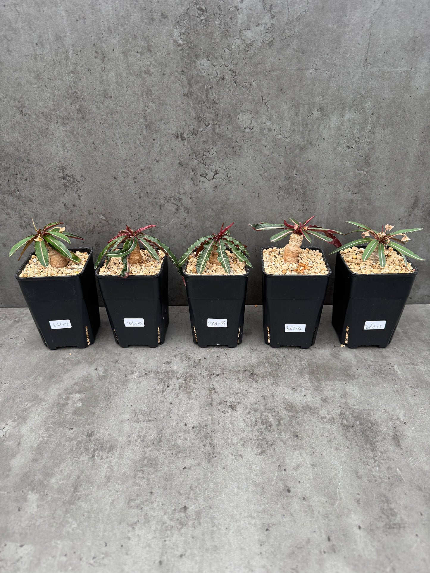 Euphorbia labatii