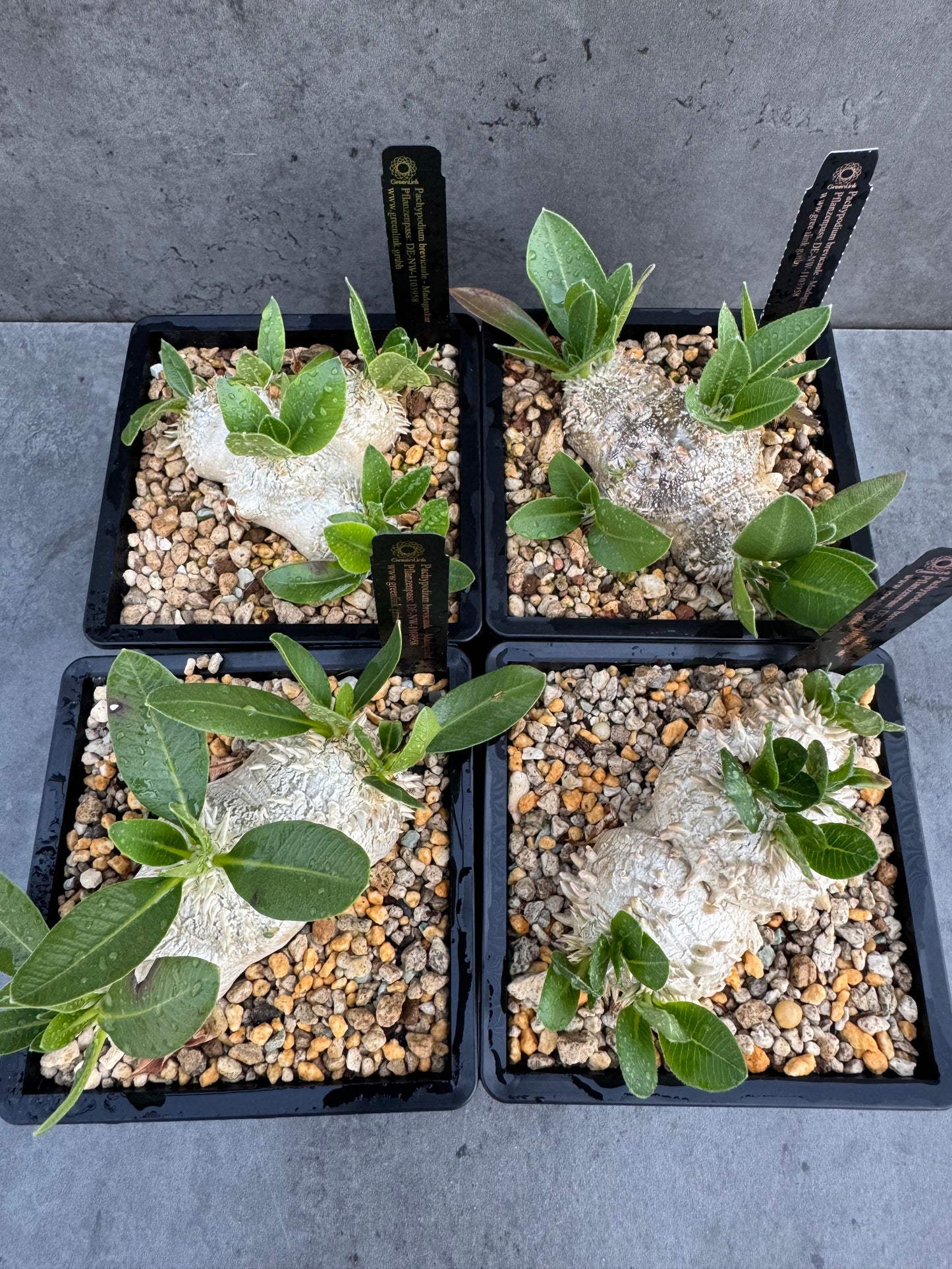 Pachypodium brevicaule – Seltene, steinartige Caudexpflanze aus Madagaskar, wurzelecht 7-8cm