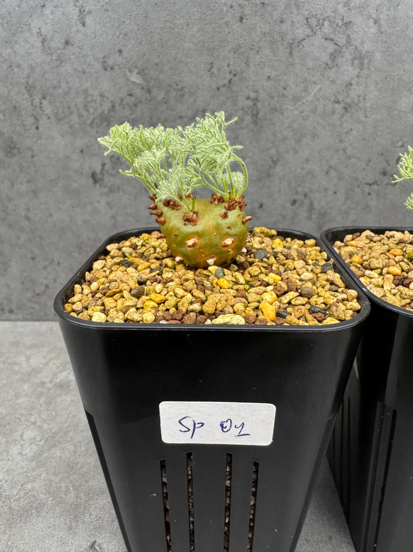 Sarcocaulon peniculinum