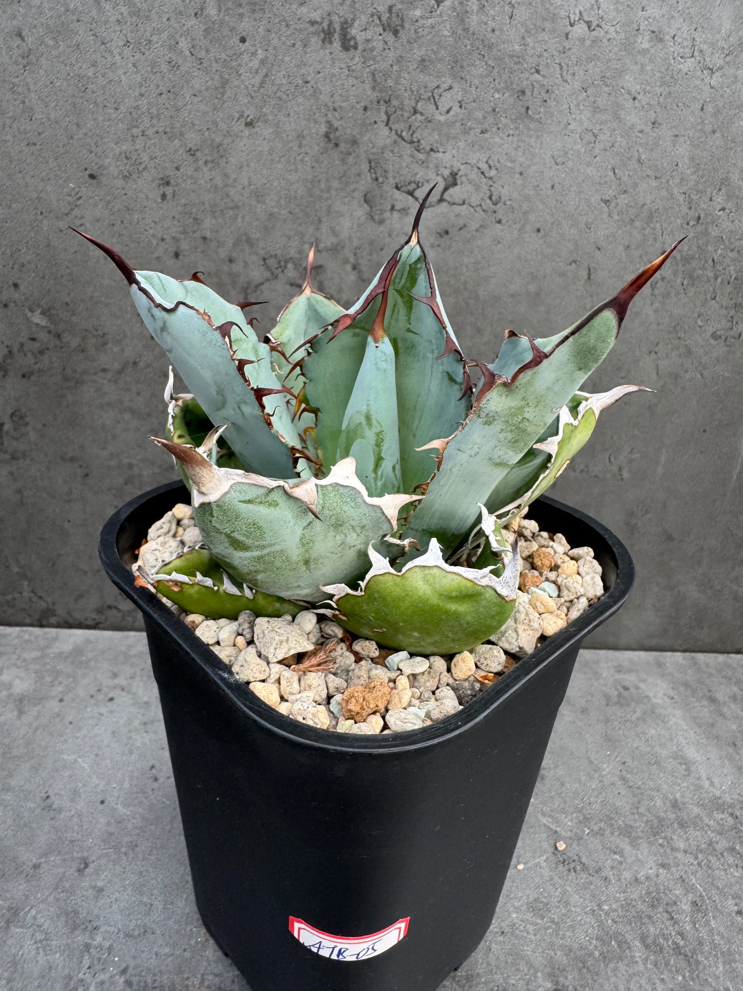 Agave Titanota cv. Black and Blue