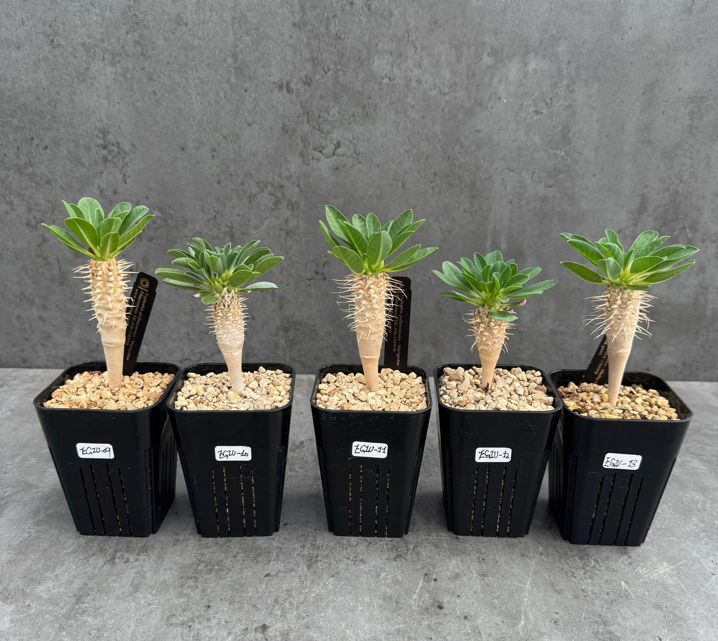 Euphorbia guillauminiana