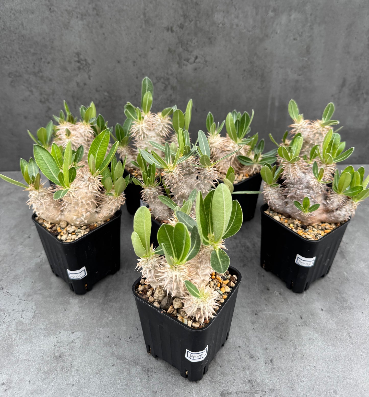 Pachypodium densiflorum