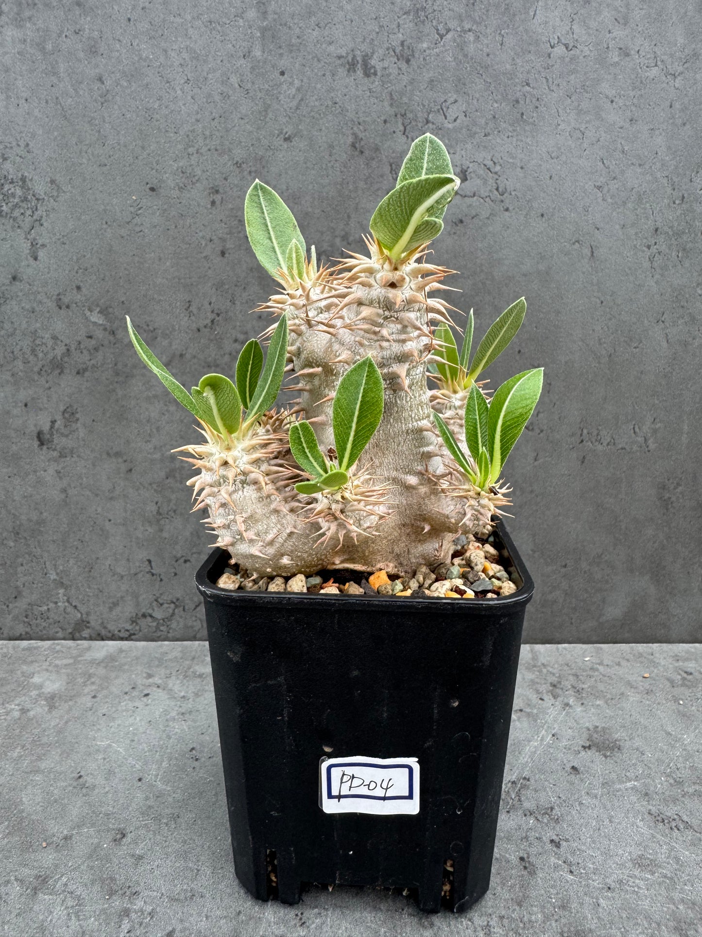 Pachypodium densiflorum