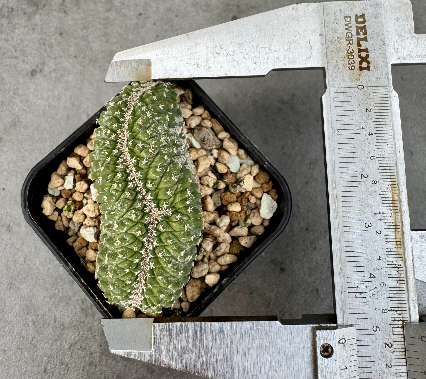 strombocactus disciformis f cristata