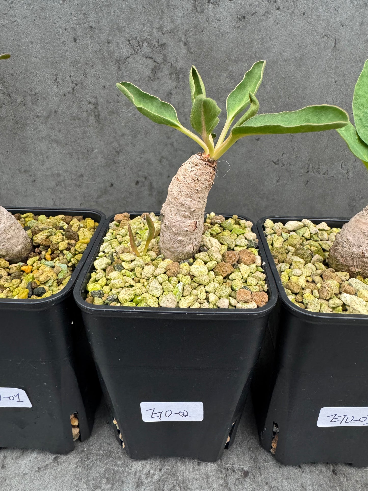 Euphorbia turberosa - Winterwachser