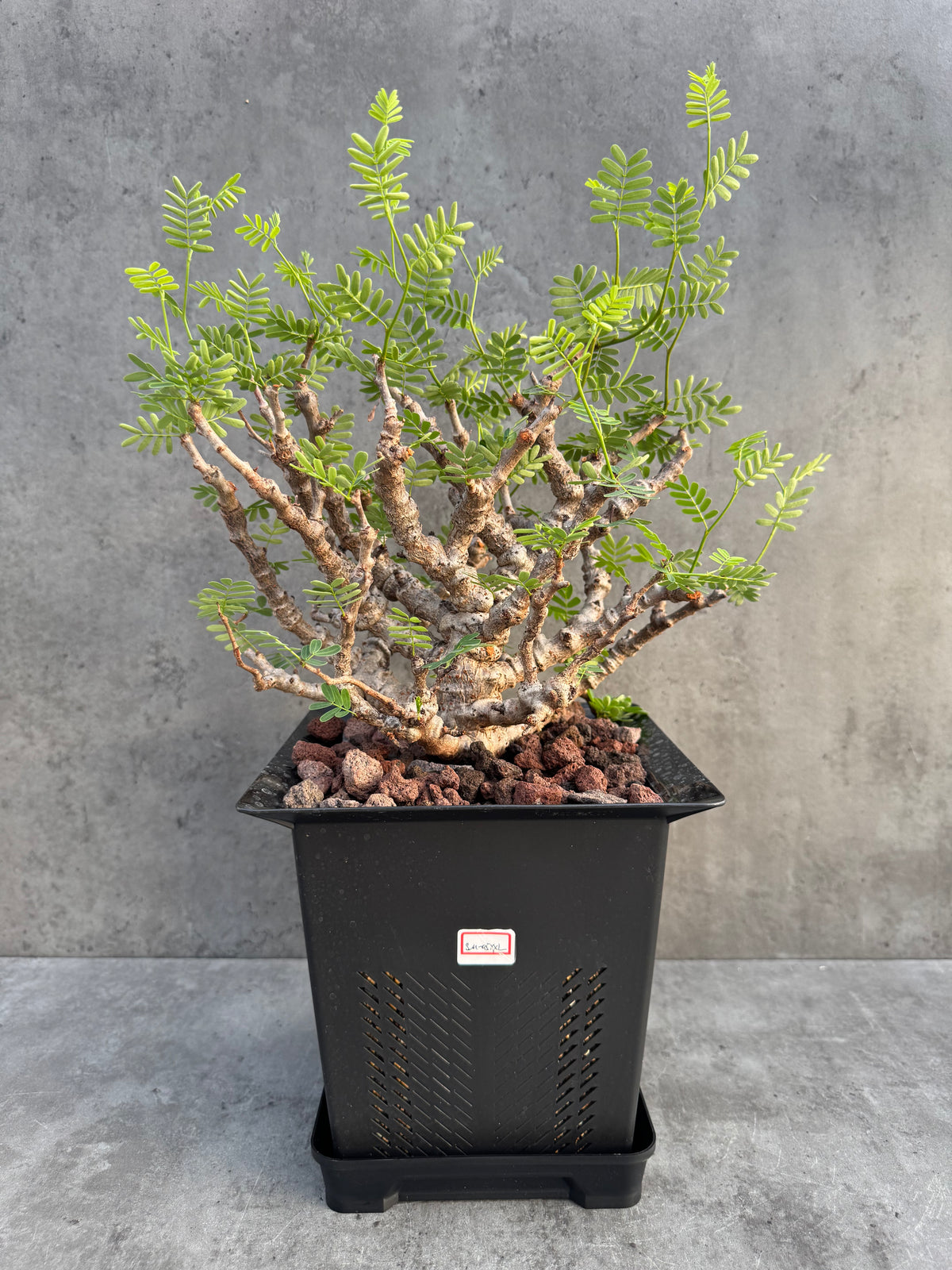 Senna meridionalis XXL - ein exklusives Exemplar! (XXL-05)