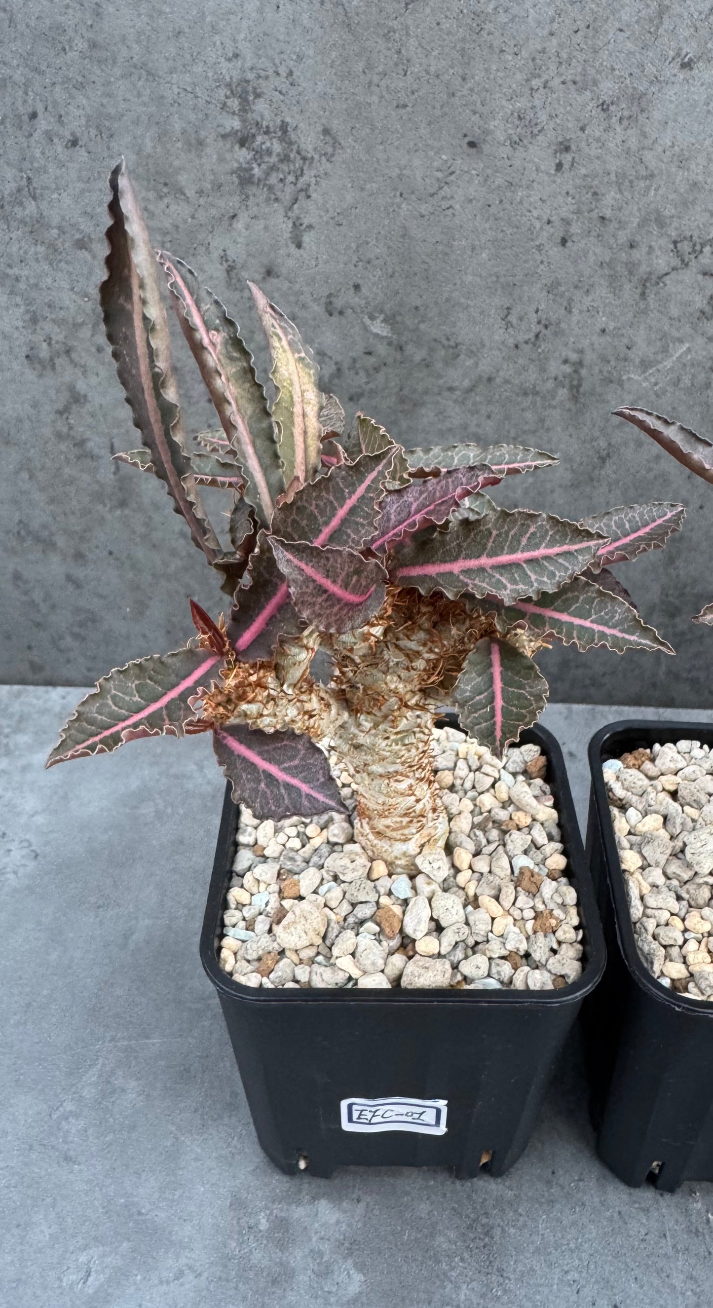 Euphorbia francoisii var. crassicaulis 'Rubrifolia' – robust kultiviert in rein mineralischem Substrat.