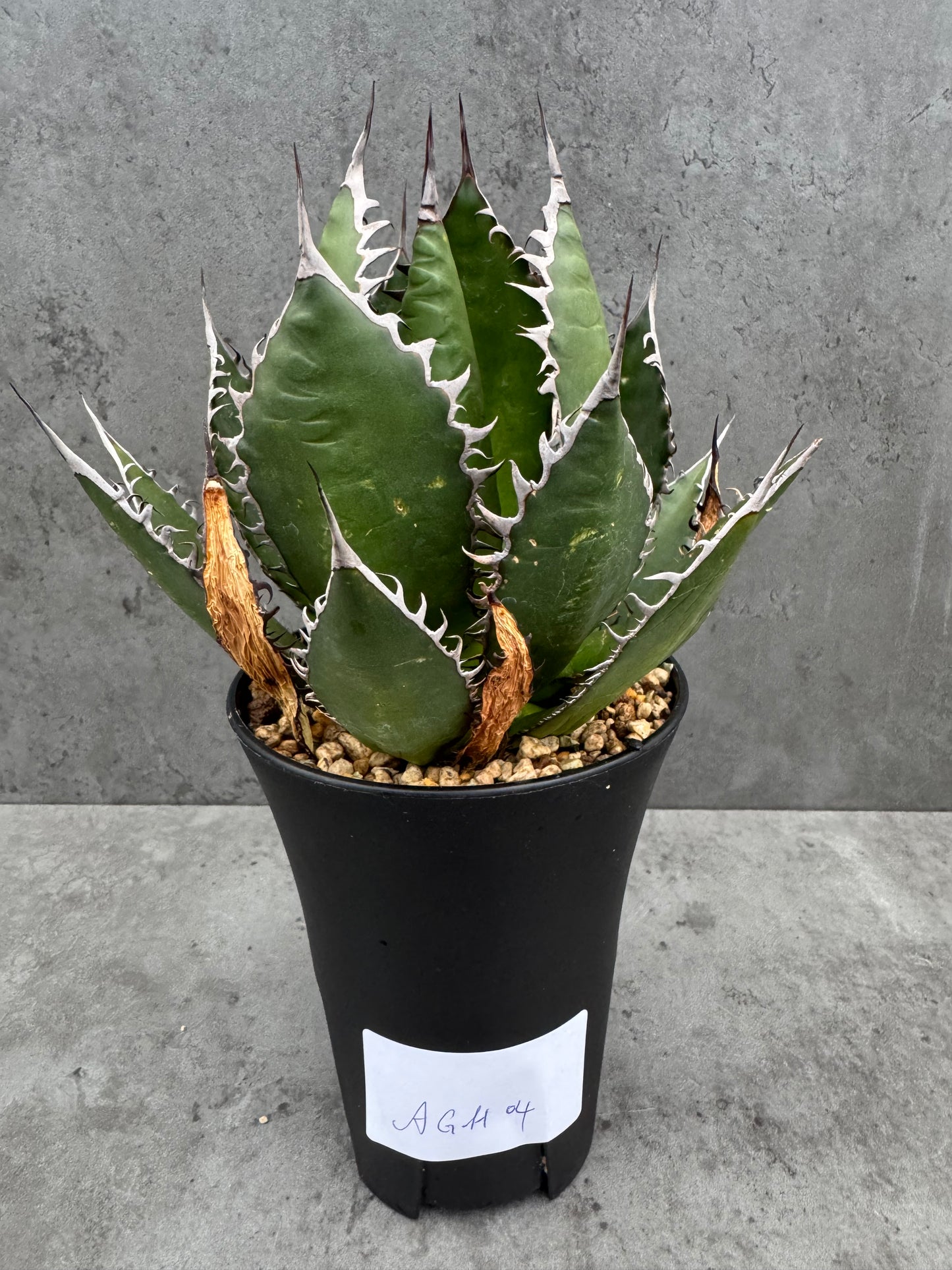 Agave horrida