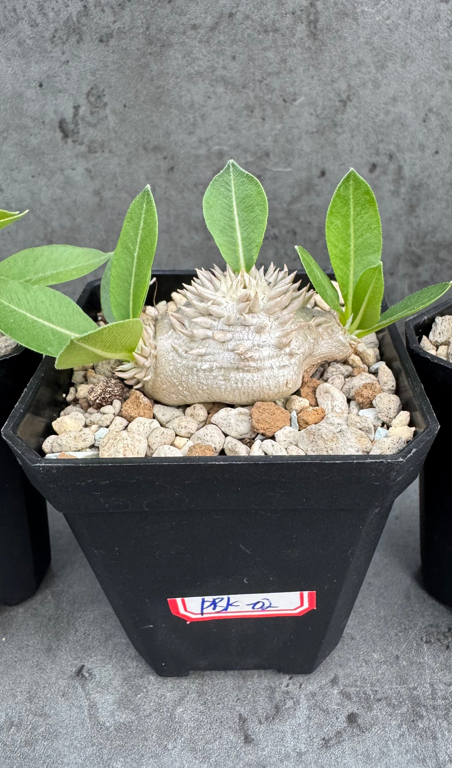 Pachypodium Brevicaule - klein