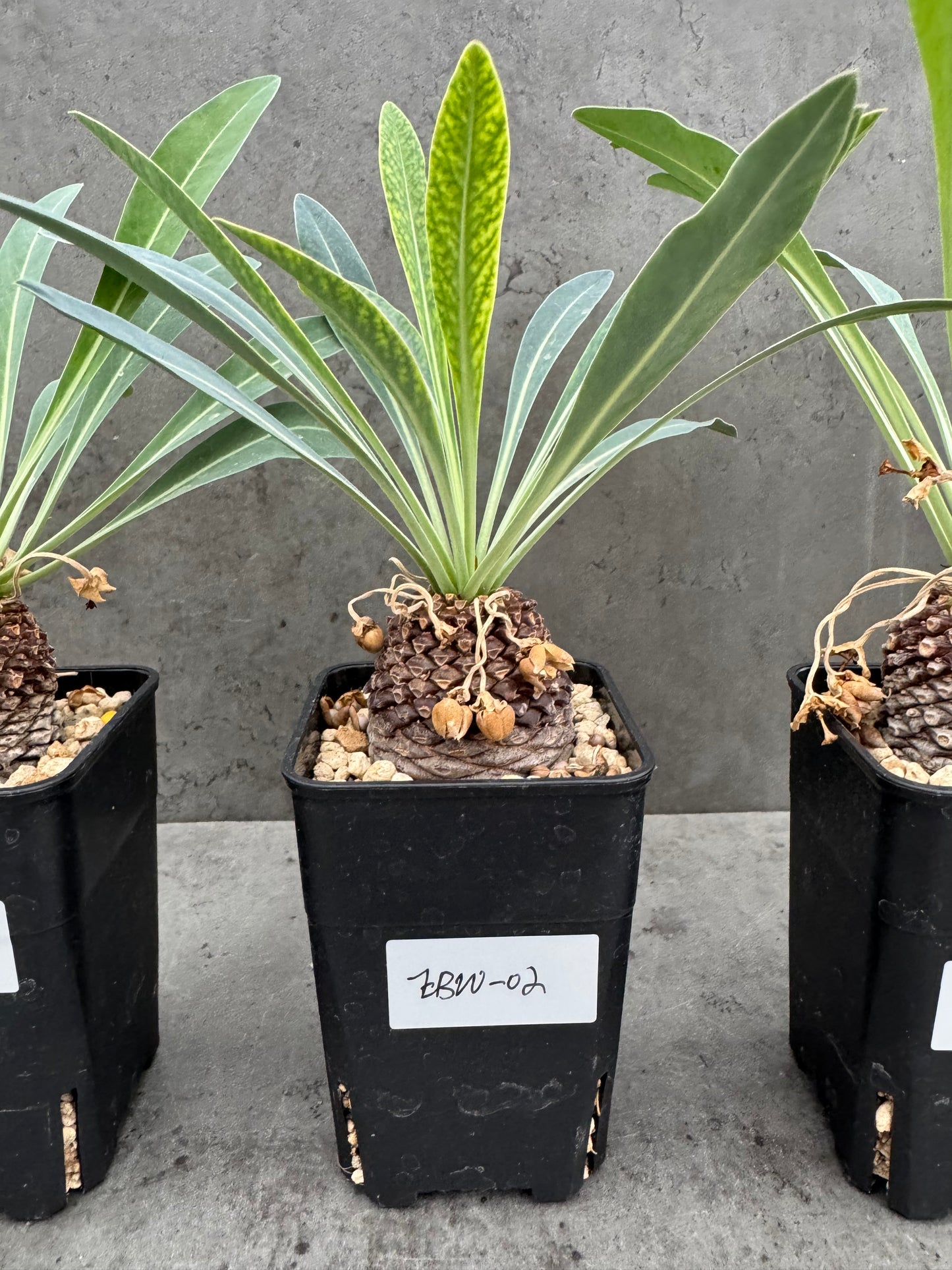 Euphorbia bupleurifolia - weiblich