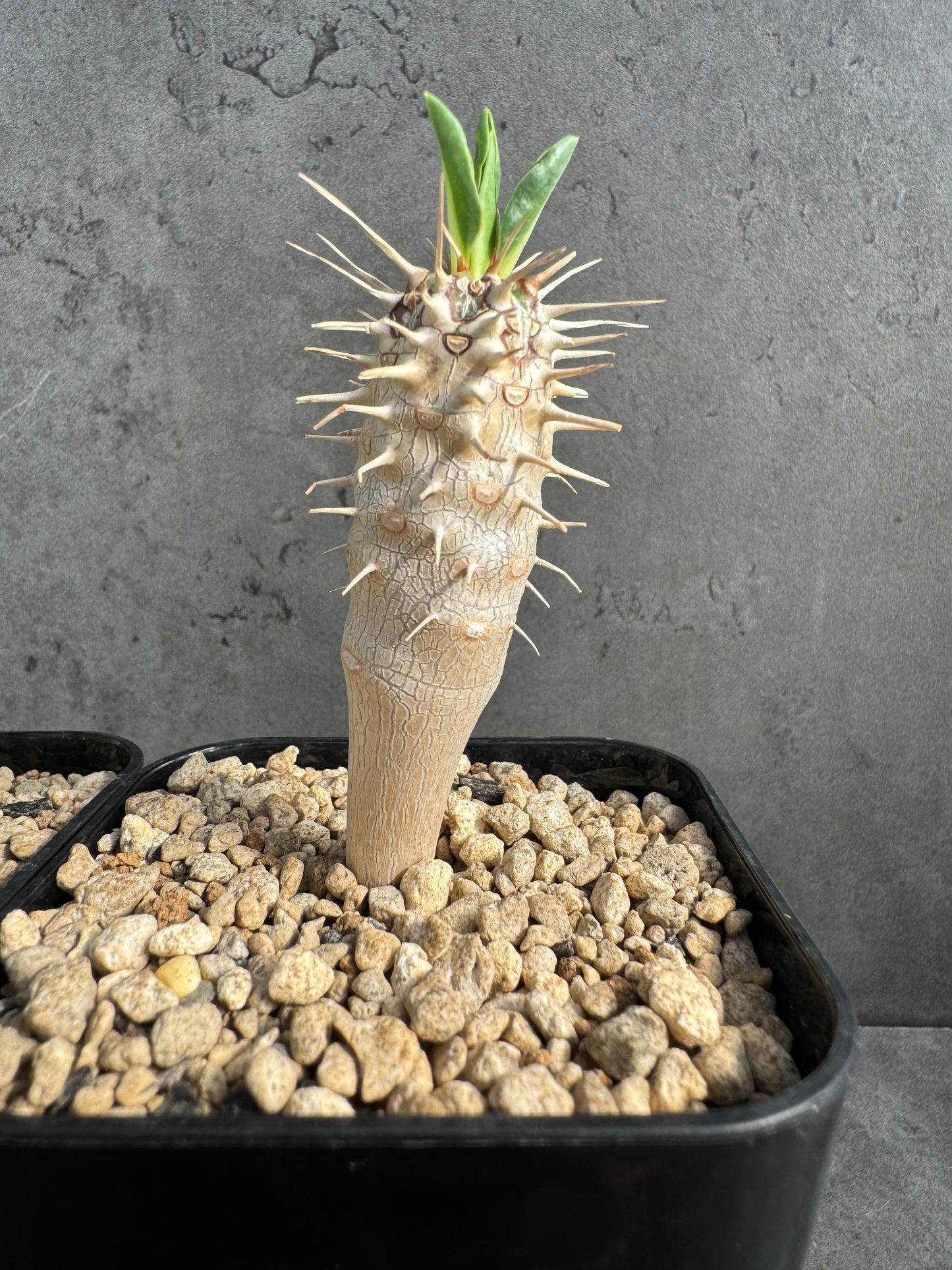 Euphorbia guillauminiana