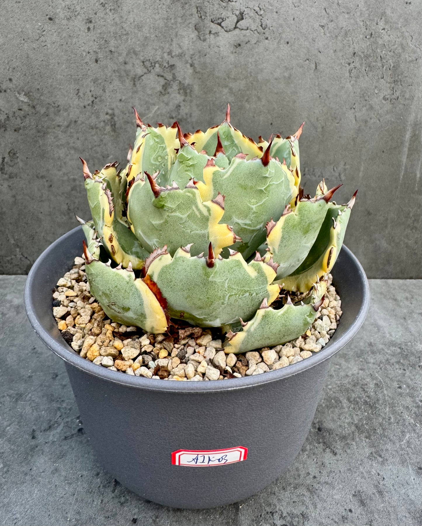 Agave isthmensis kabutogani - Freilandkultur