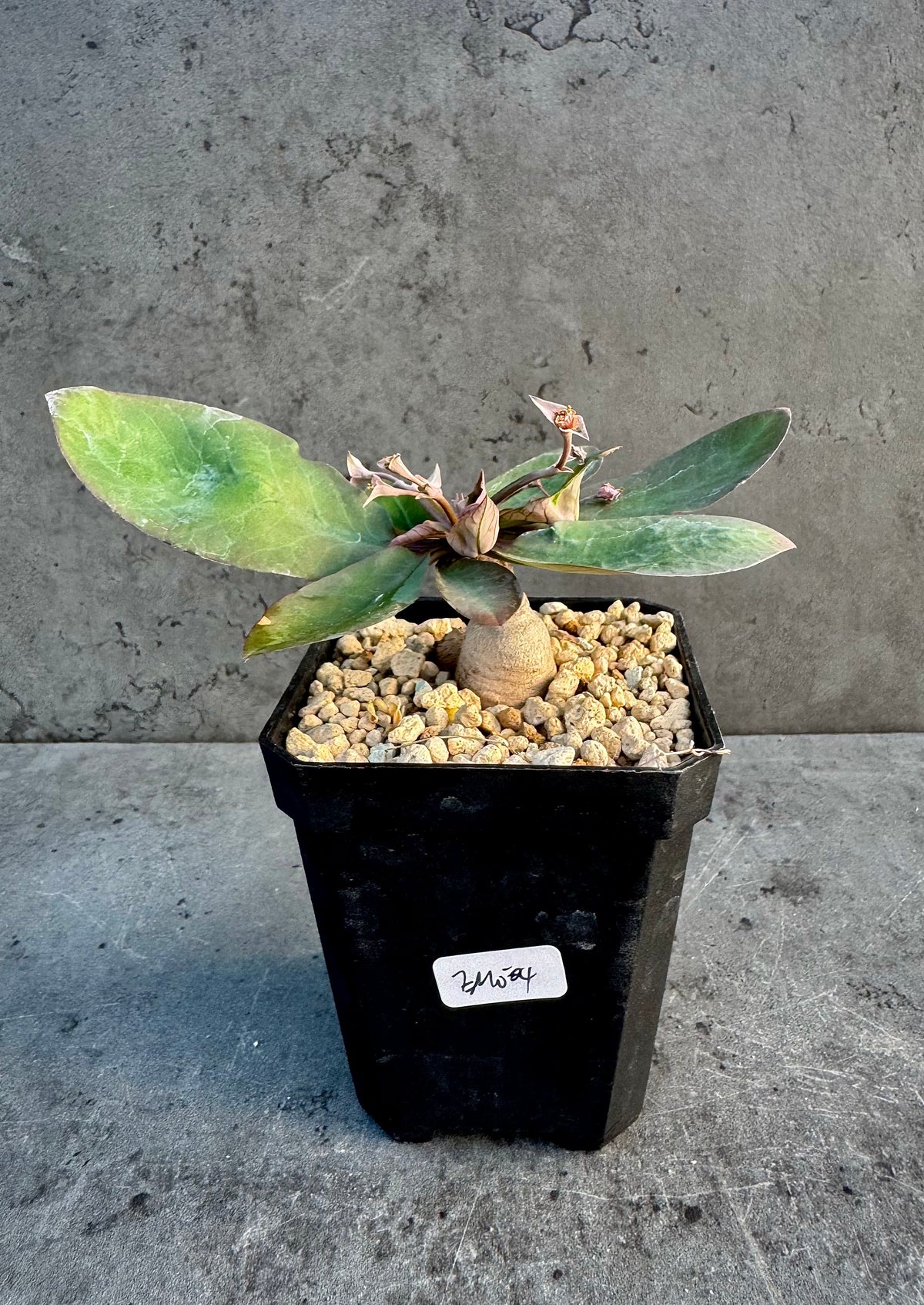 Euphorbia moratii