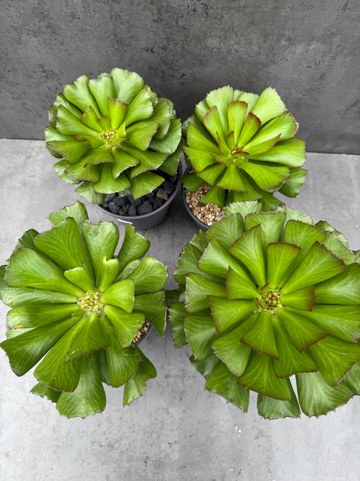 Euphorbia unispina - wurzelechte Exemplare