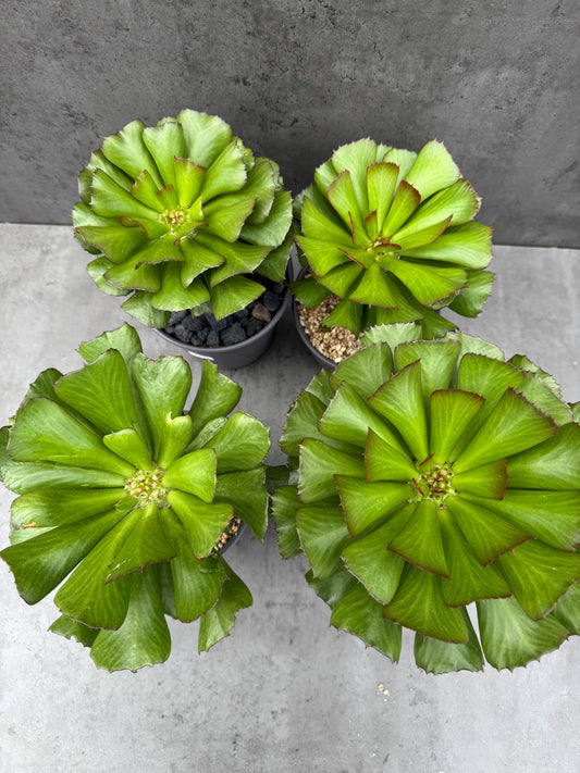 Euphorbia unispina - wurzelechte Exemplare