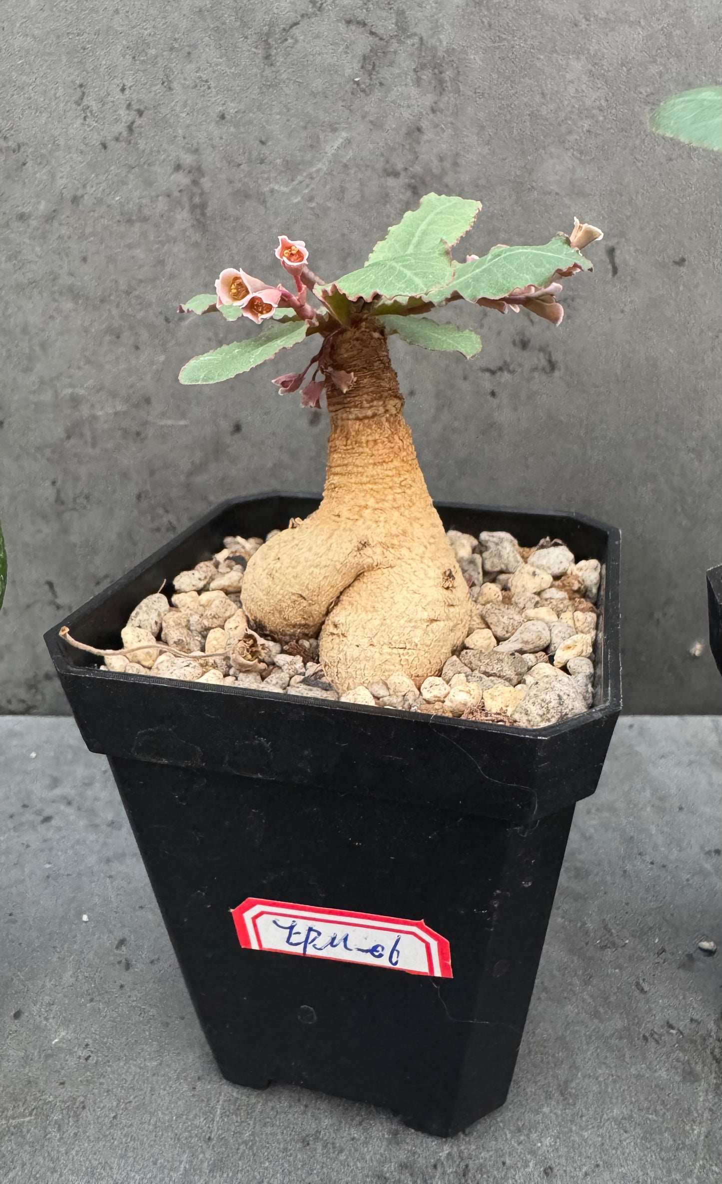 Euphorbia primulifolia