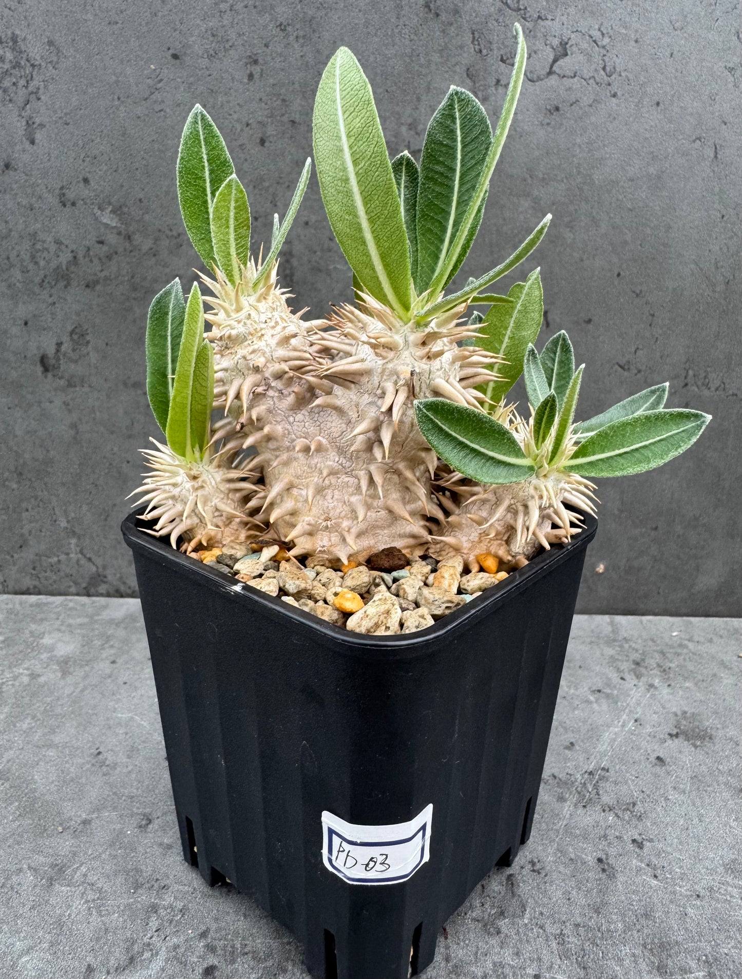 Pachypodium densiflorum