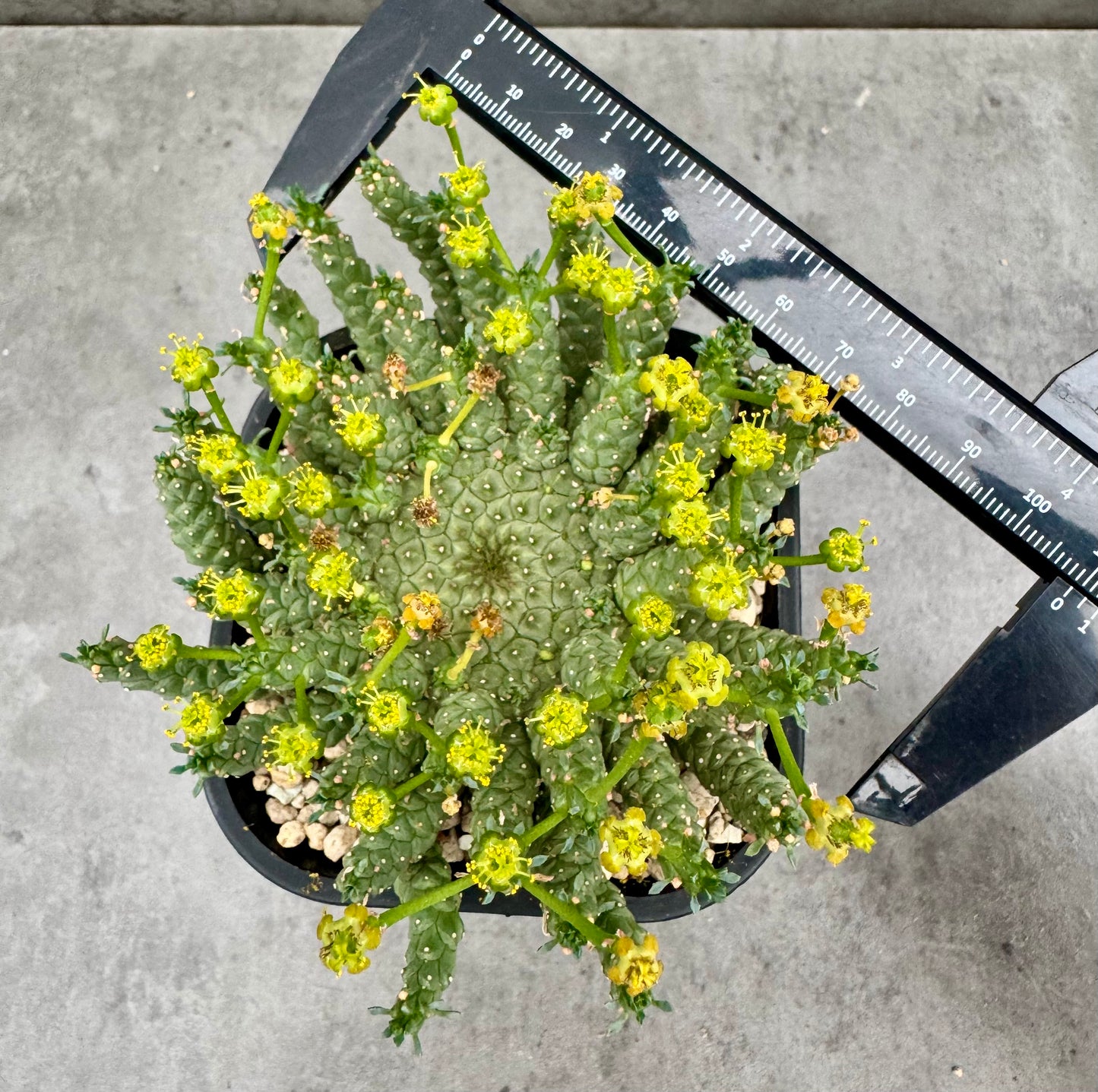 Euphorbia gorgonis