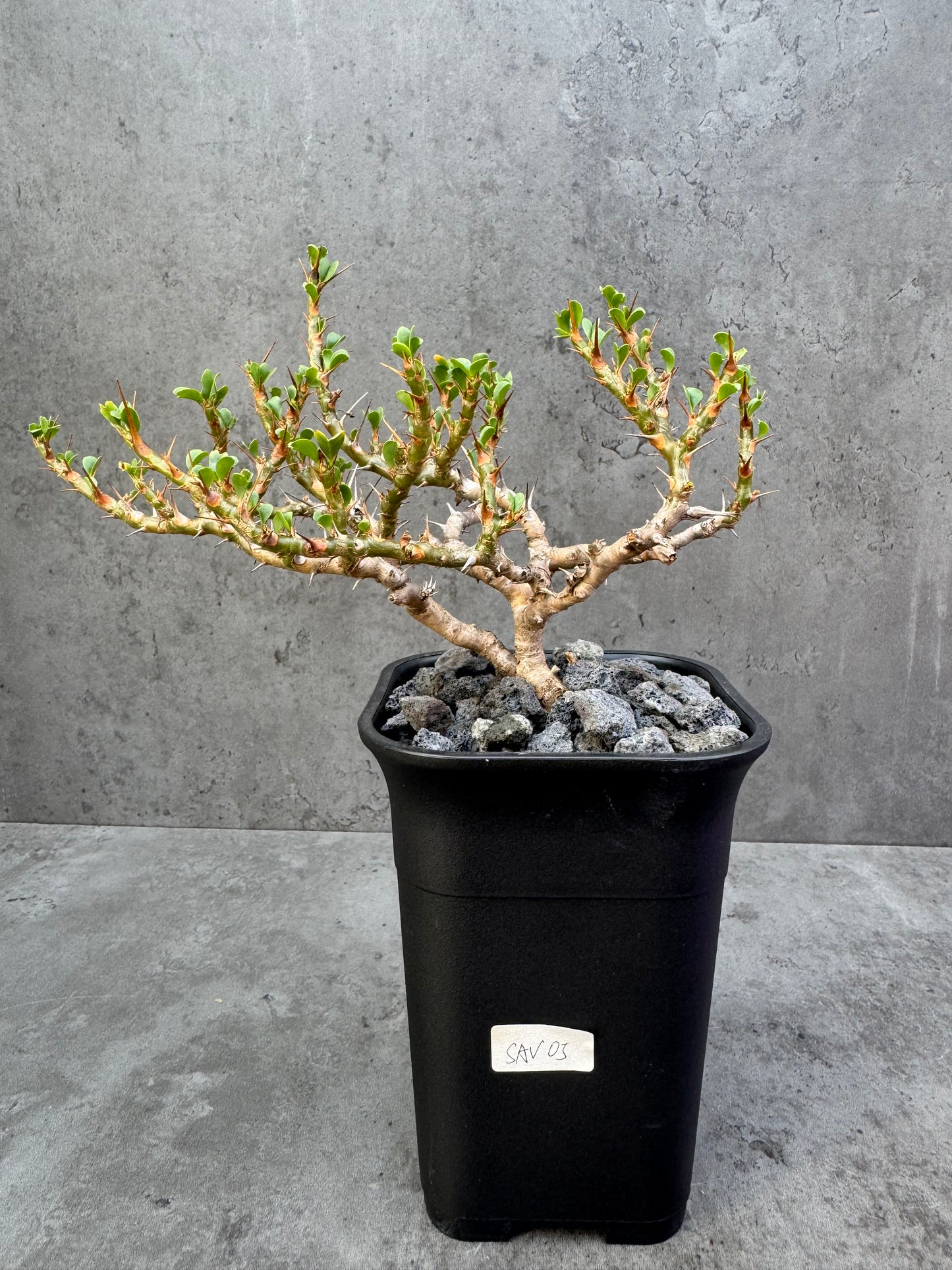 Sarcocaulon vanderietiae