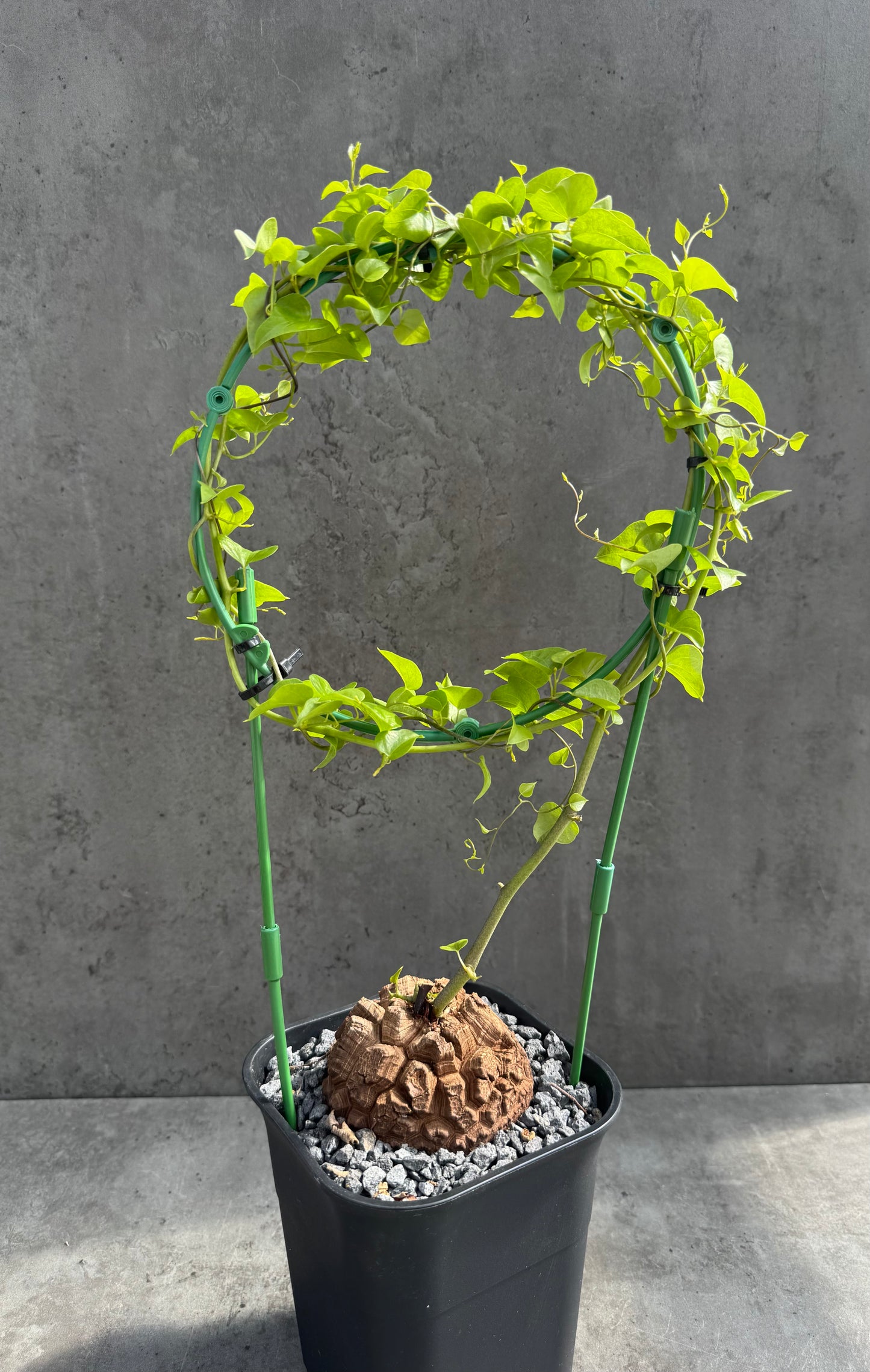 Dioscorea elephantipes – vollständig bewurzeltes Exemplar – Dioe-06