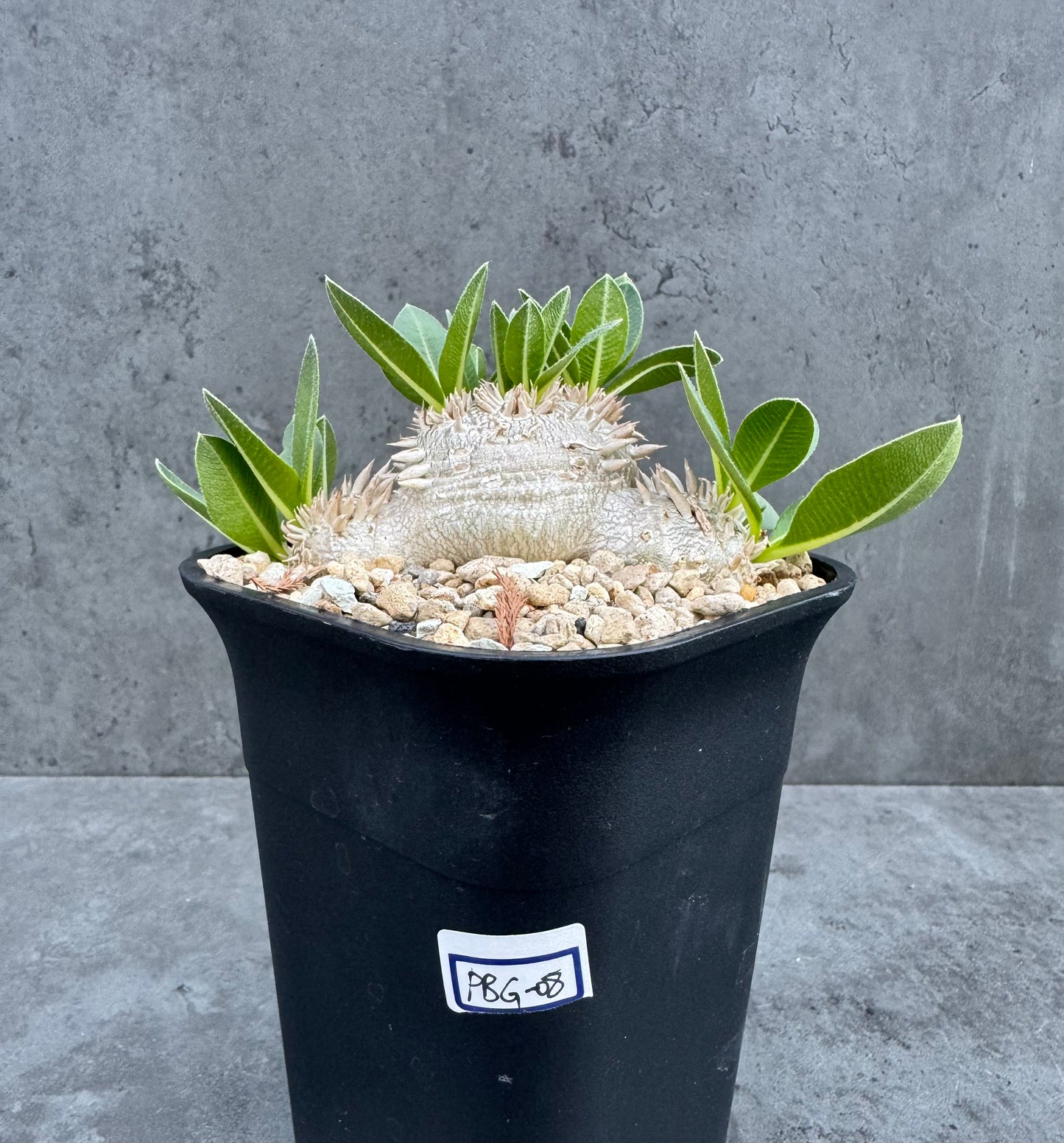 Pachypodium brevicaule – Kulturpflanzen aus deutscher Nachzucht - wurzelecht 8,8cm