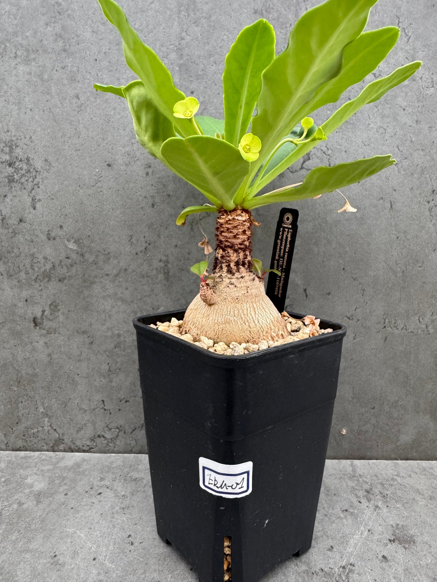Euphorbia ramena - Riesenpflanzen