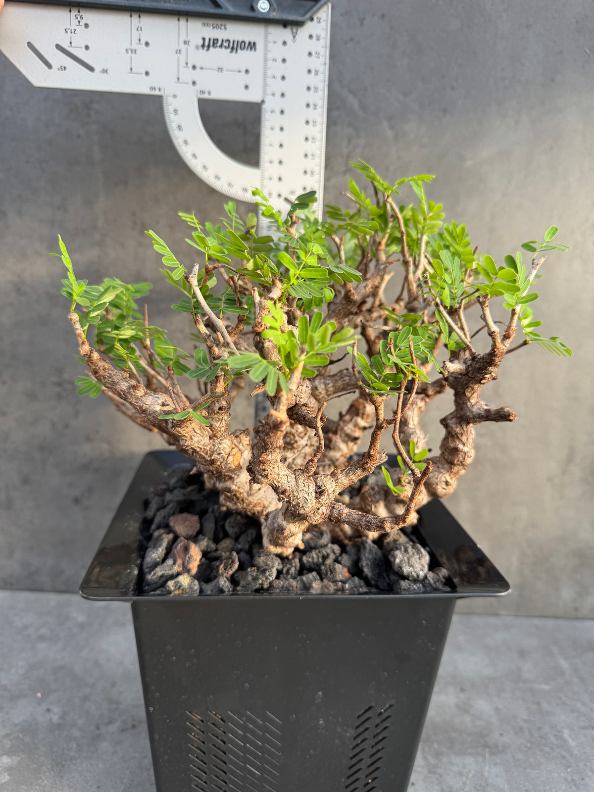 Senna meridionalis - ein exklusives Exemplar!
