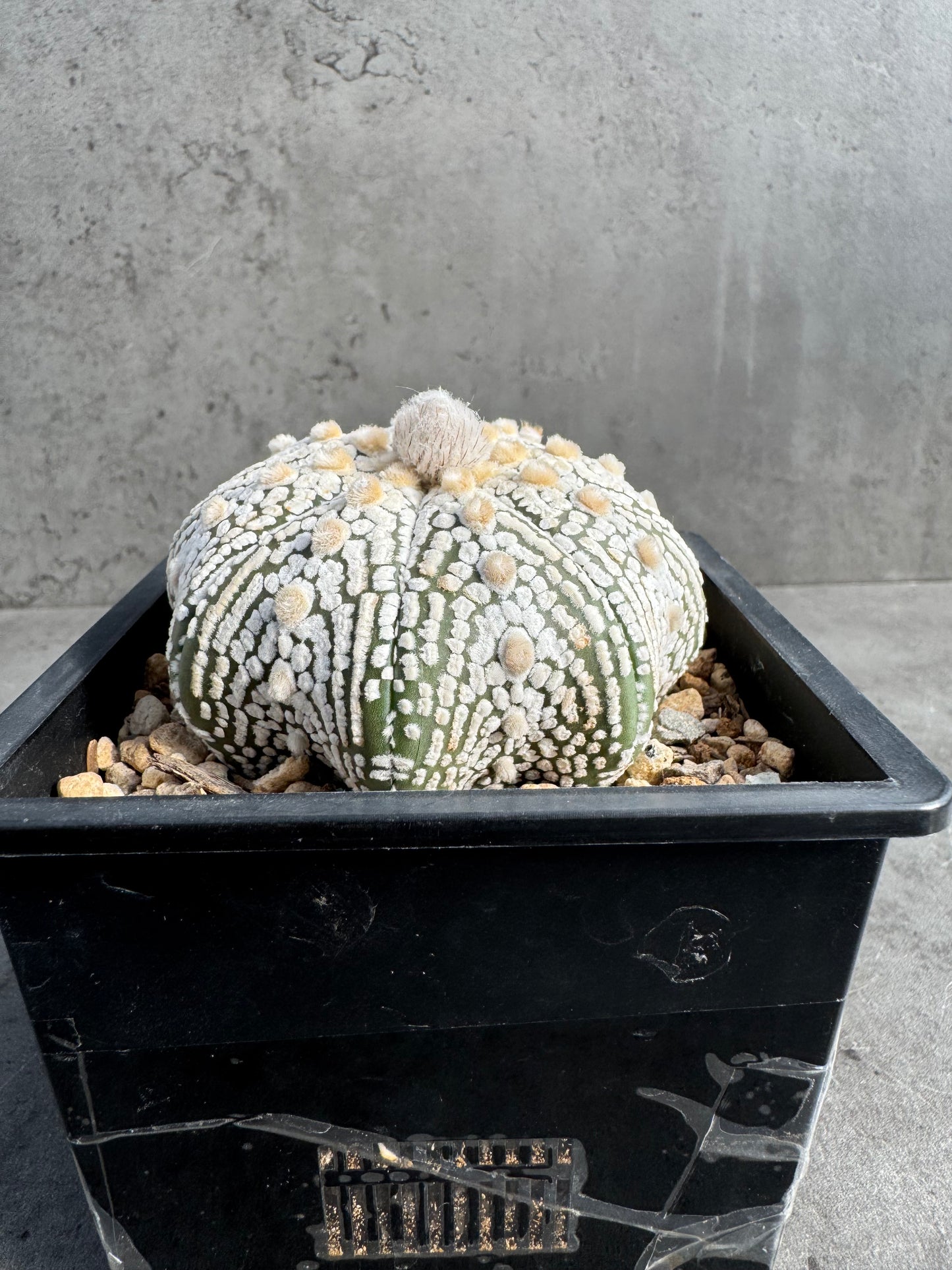 Astrophytum asterias miracle