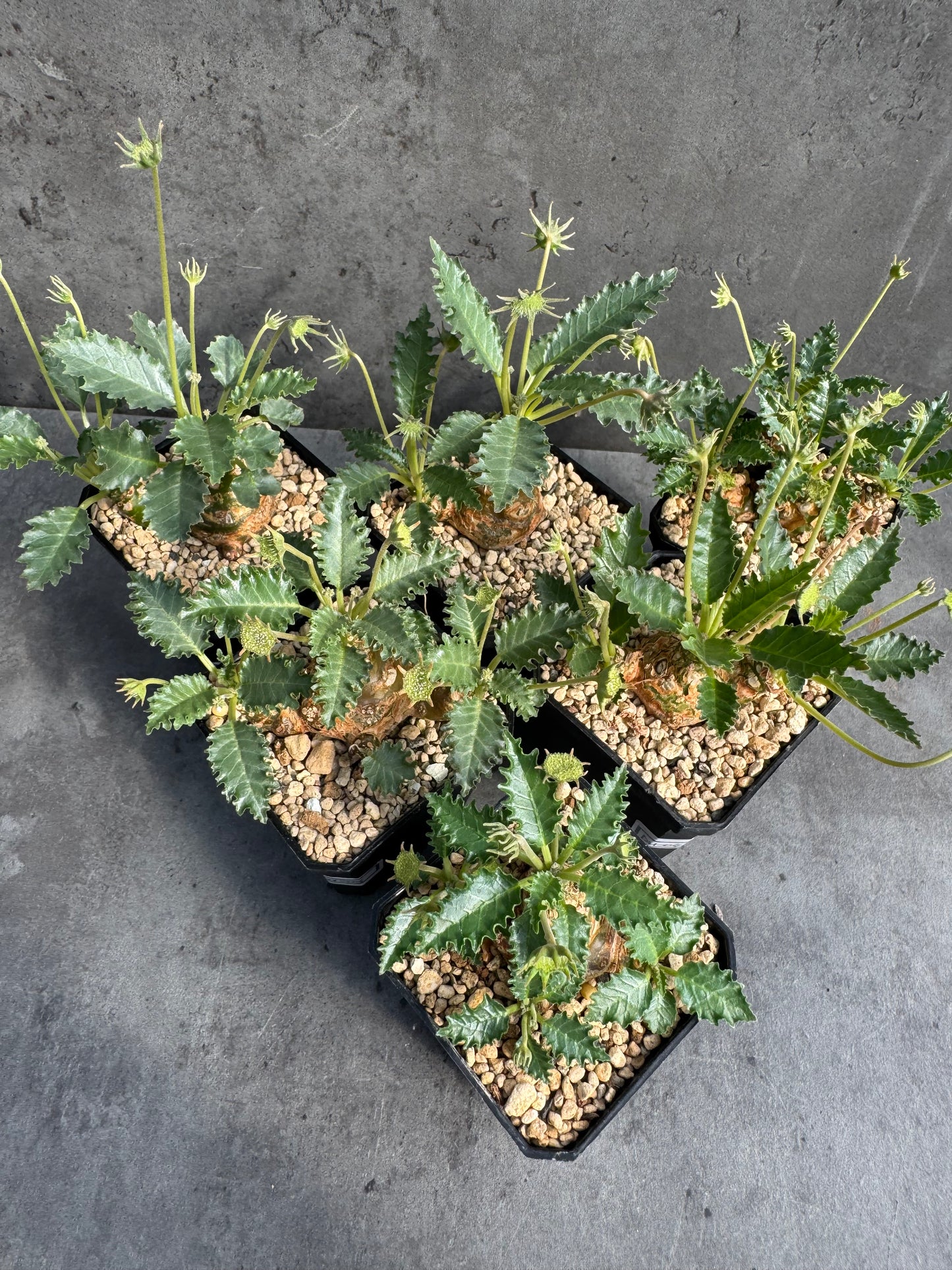 Dorstenia horwoodii